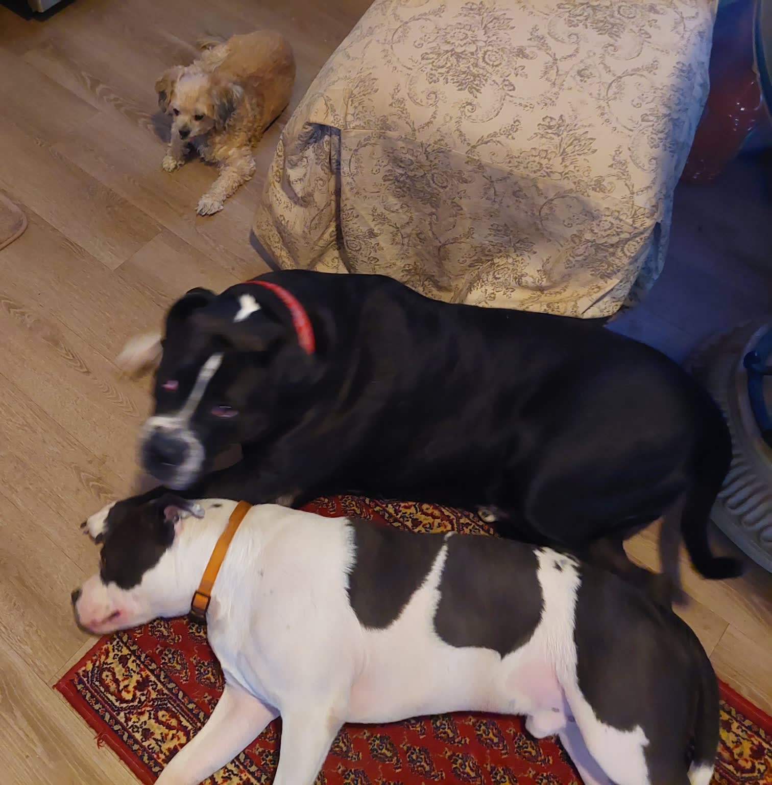 Obie Davey and Chuie