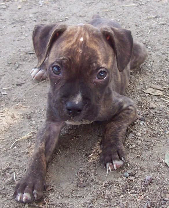 Little Orphan Annies Lucky Gizmo Little Orphan Annies Lucky Gizmo