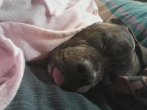 Little Orphan Annies Lucky Gizmo Little Orphan Annies Lucky Gizmo