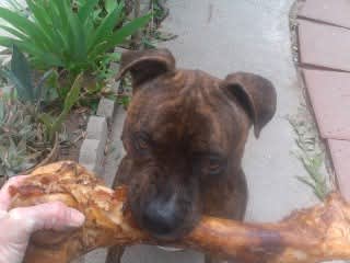 Little Orphan Annies Lucky Gizmo Little Orphan Annies Lucky Gizmo