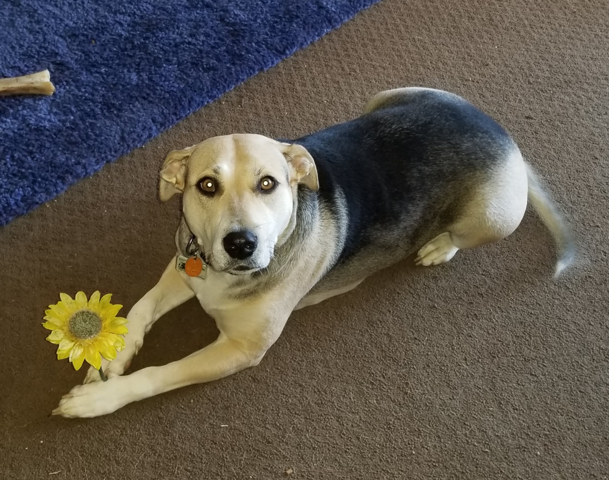 Clover and Bean Clover and Bean