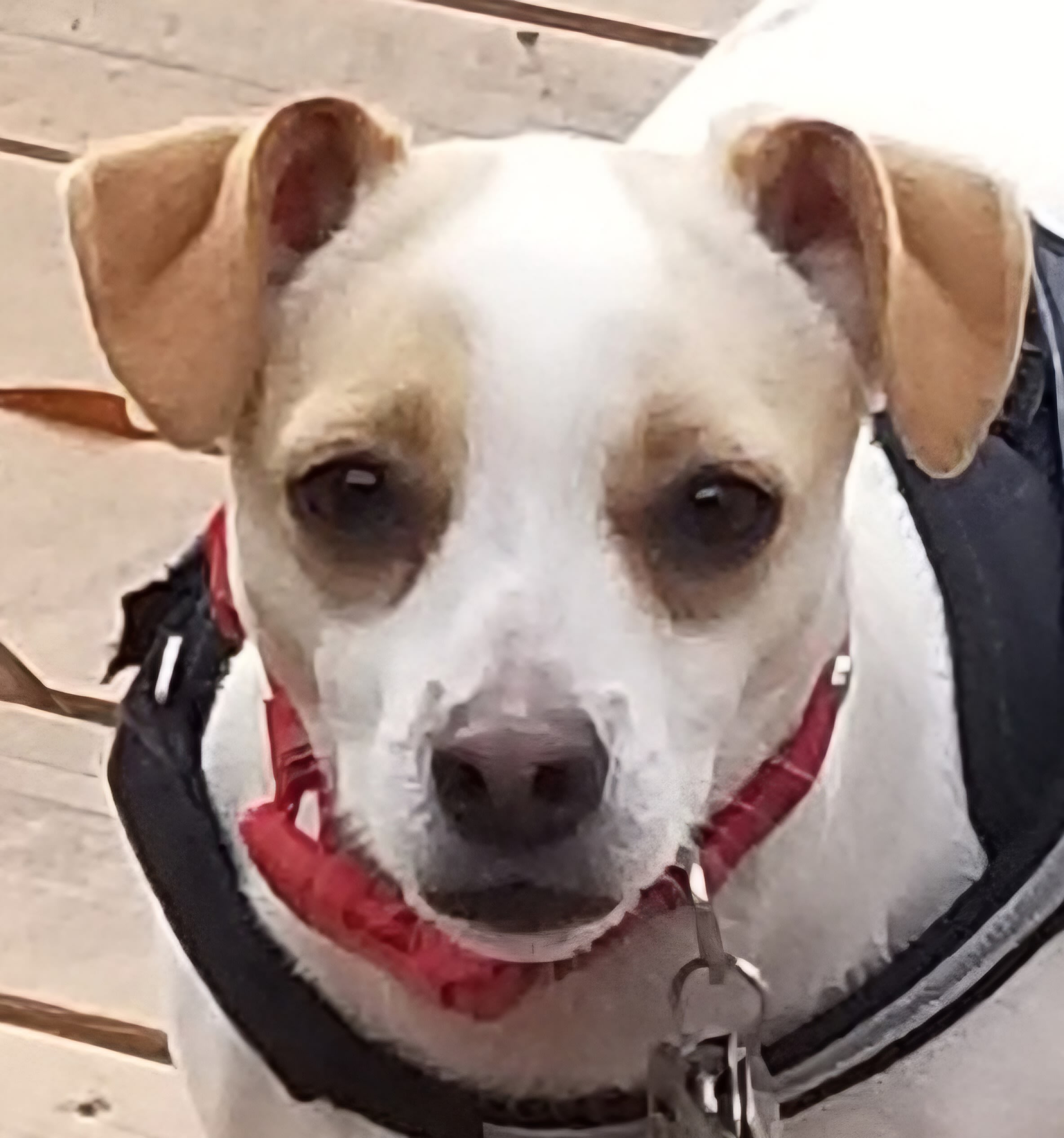 Clover and Bean Clover and Bean