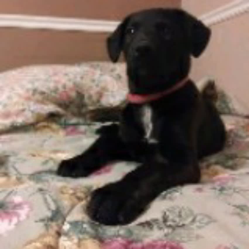 Buddy Bear Buddy Bear