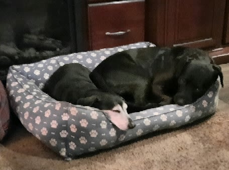 Buddy Bear Buddy Bear