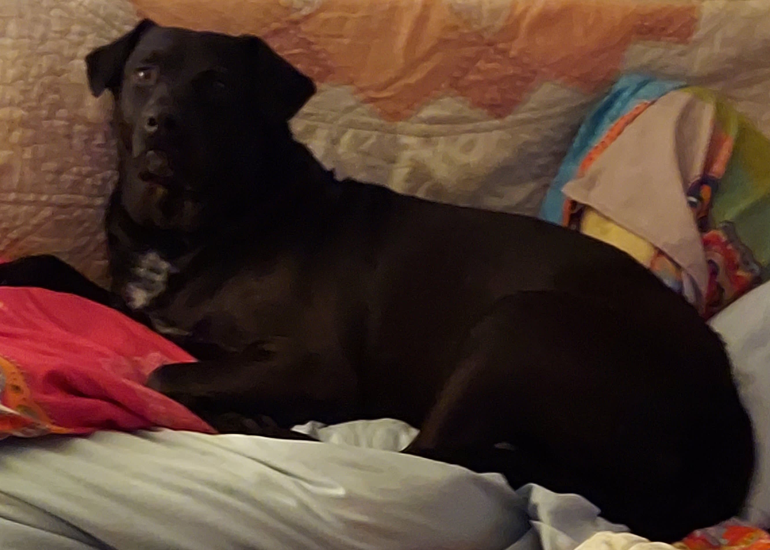 Buddy Bear Buddy Bear