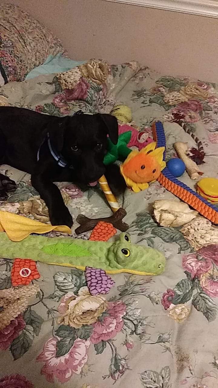 Buddy Bear Buddy Bear