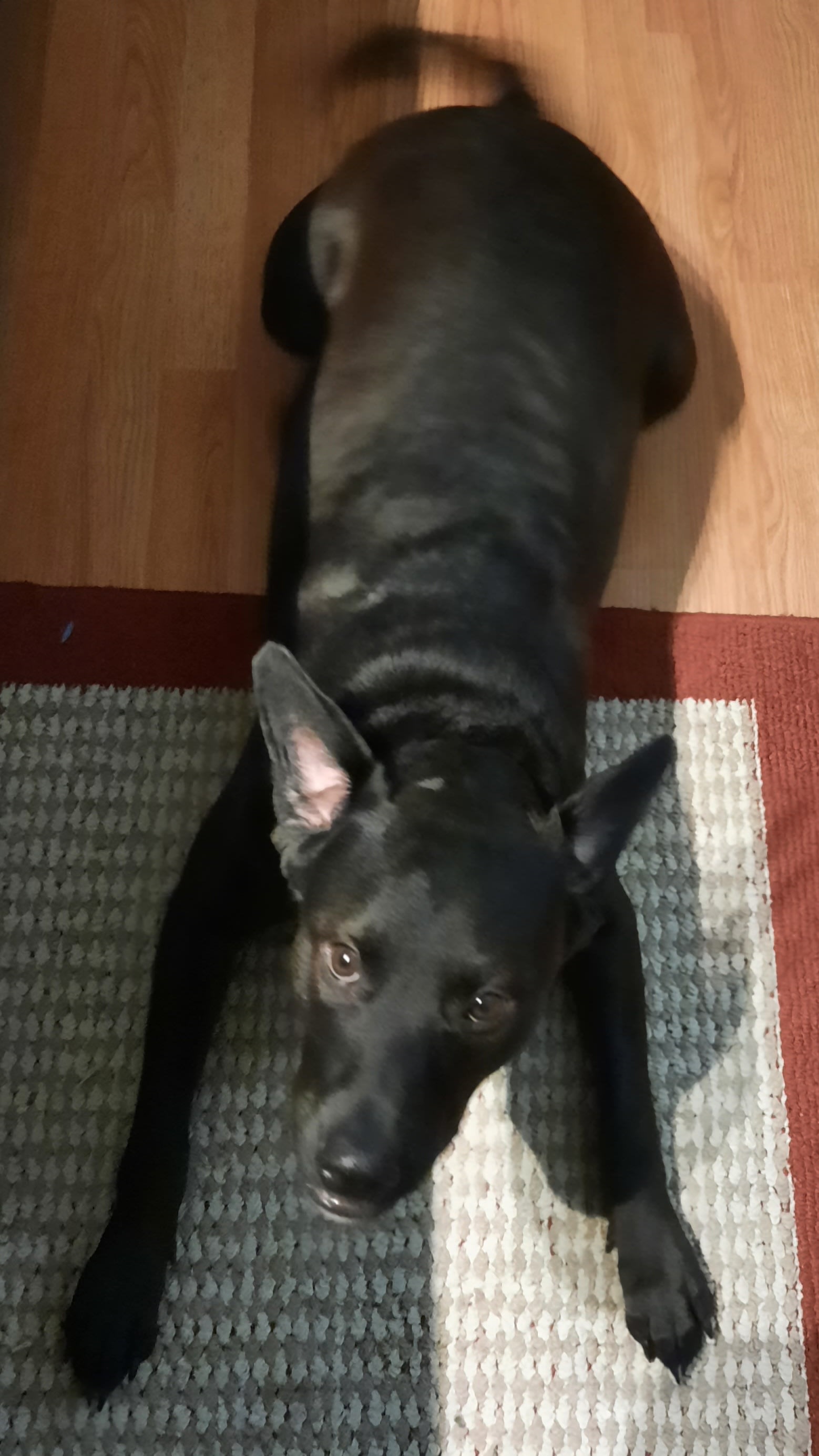 Buddy Bear Buddy Bear