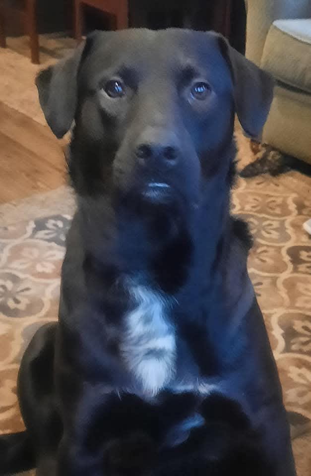 Buddy Bear Buddy Bear