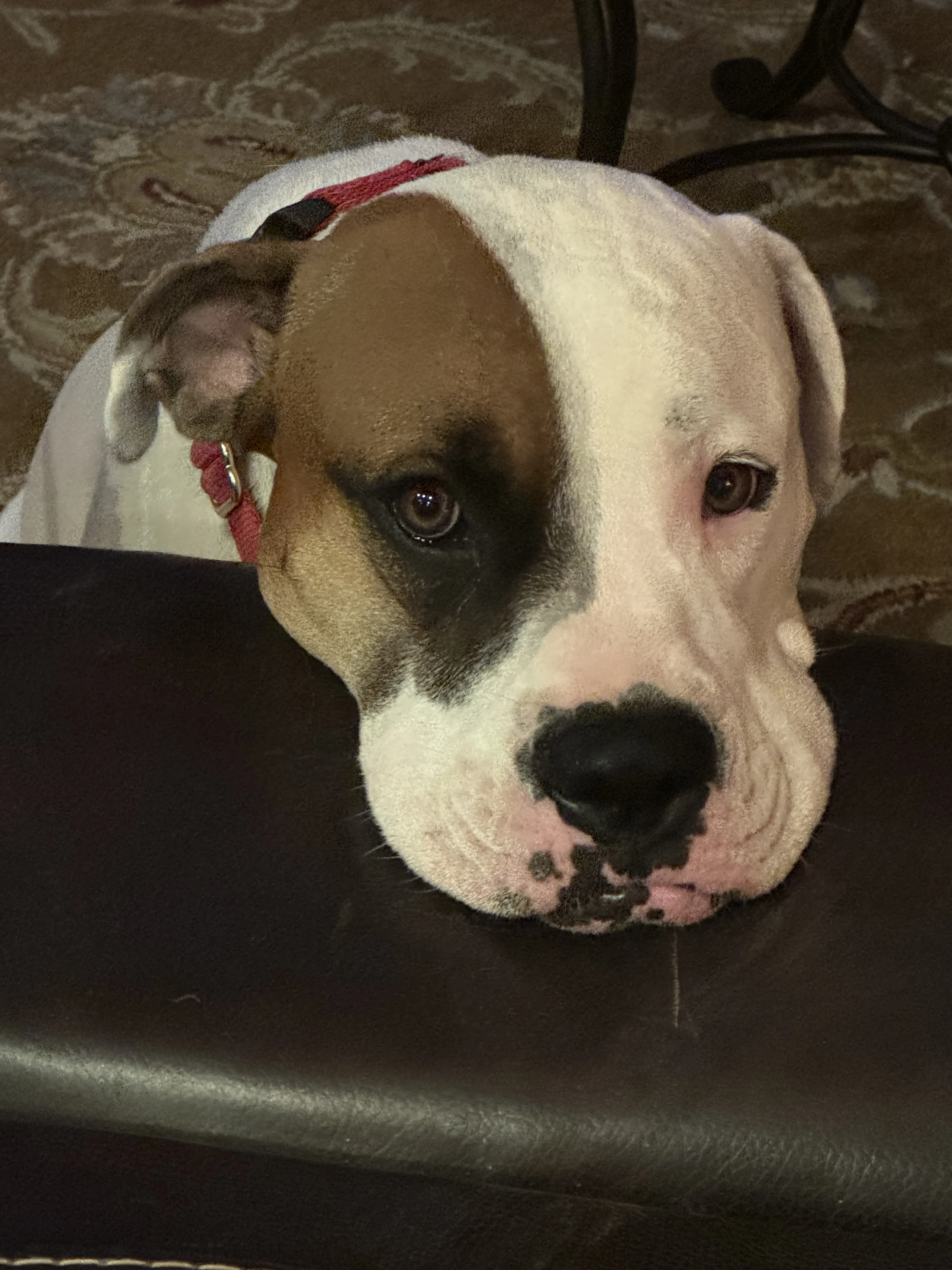 Moonpie Blu Frodo Lilly