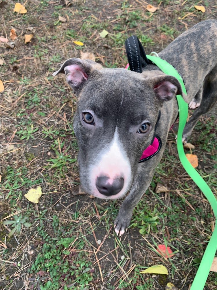 Sally aka Puppy Power