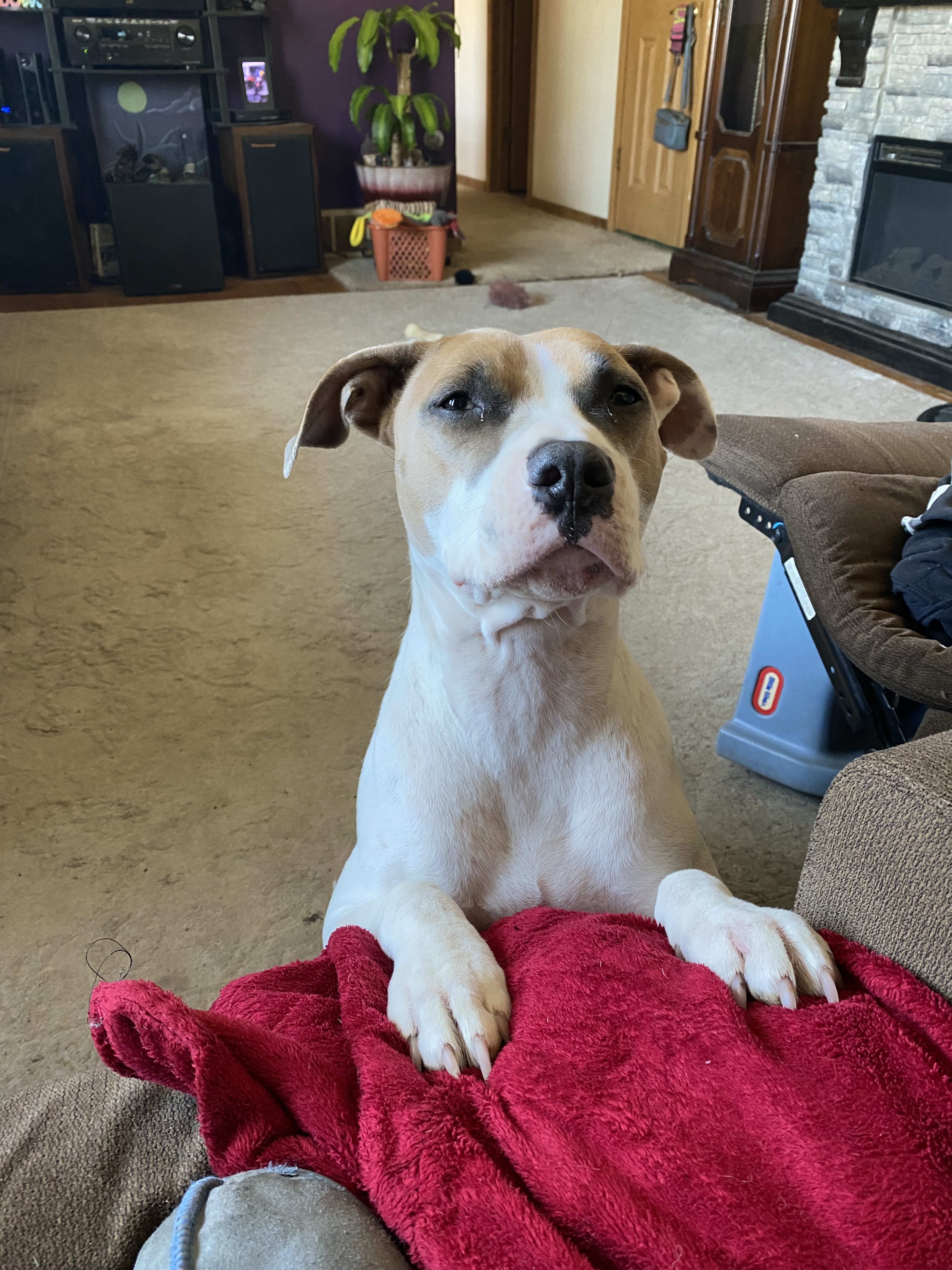 Gremlin is in the blue  Vinnie in green