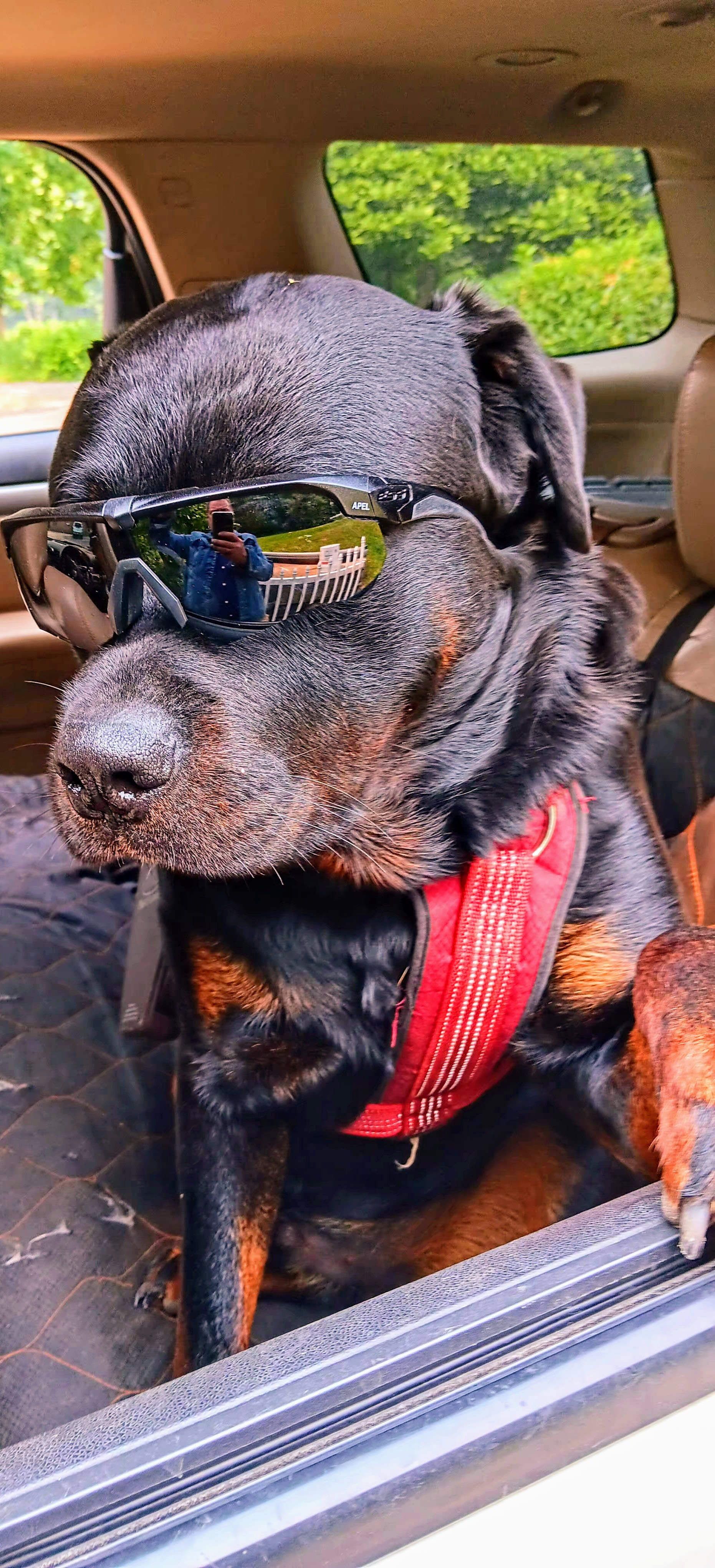 SKYNYRD THE ROTTI SKYNYRD THE ROTTI