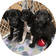 Another Chance Rescue Inc dba Second Chance Rescue Inc