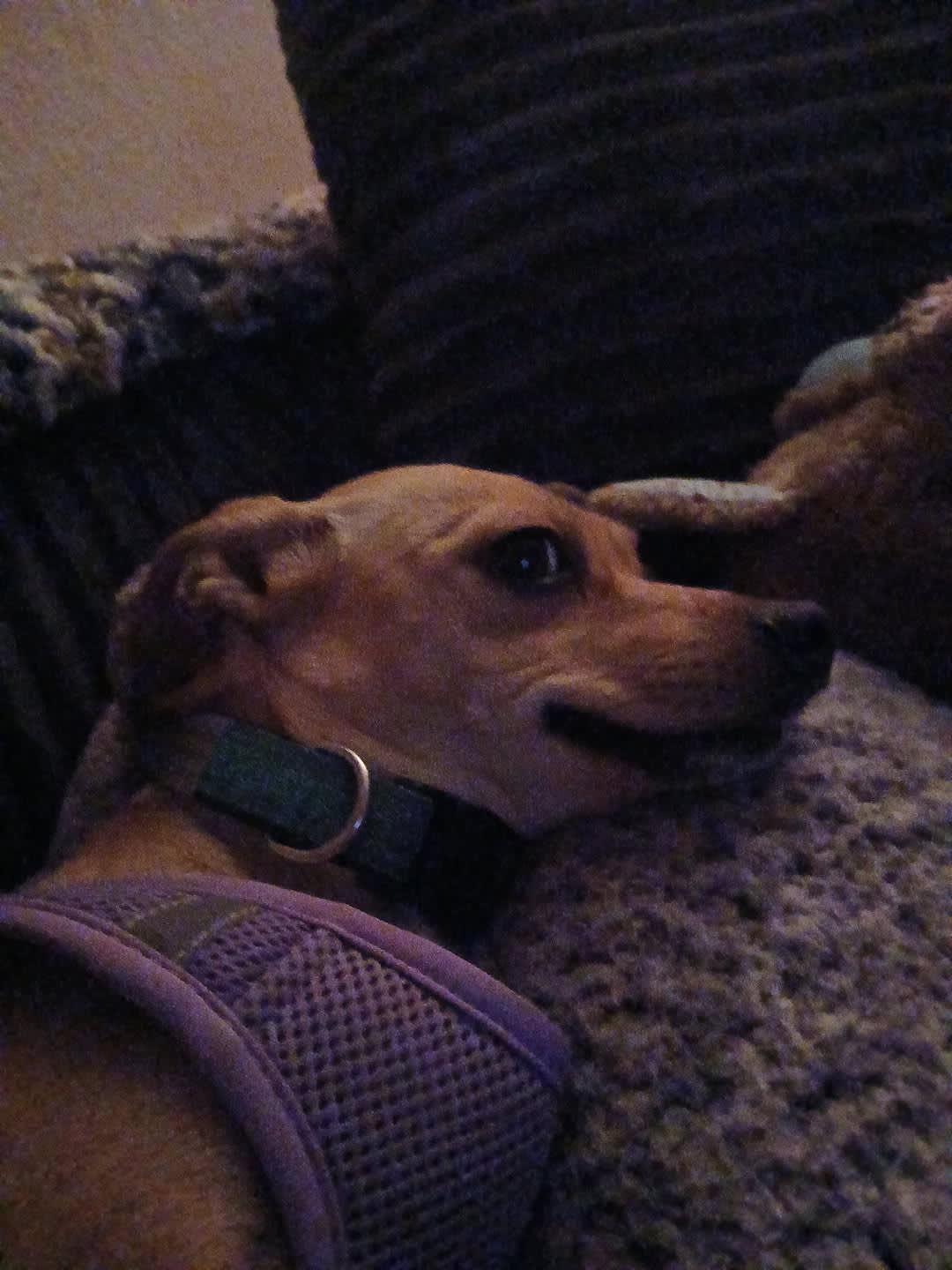 Danger Noodle and Piper