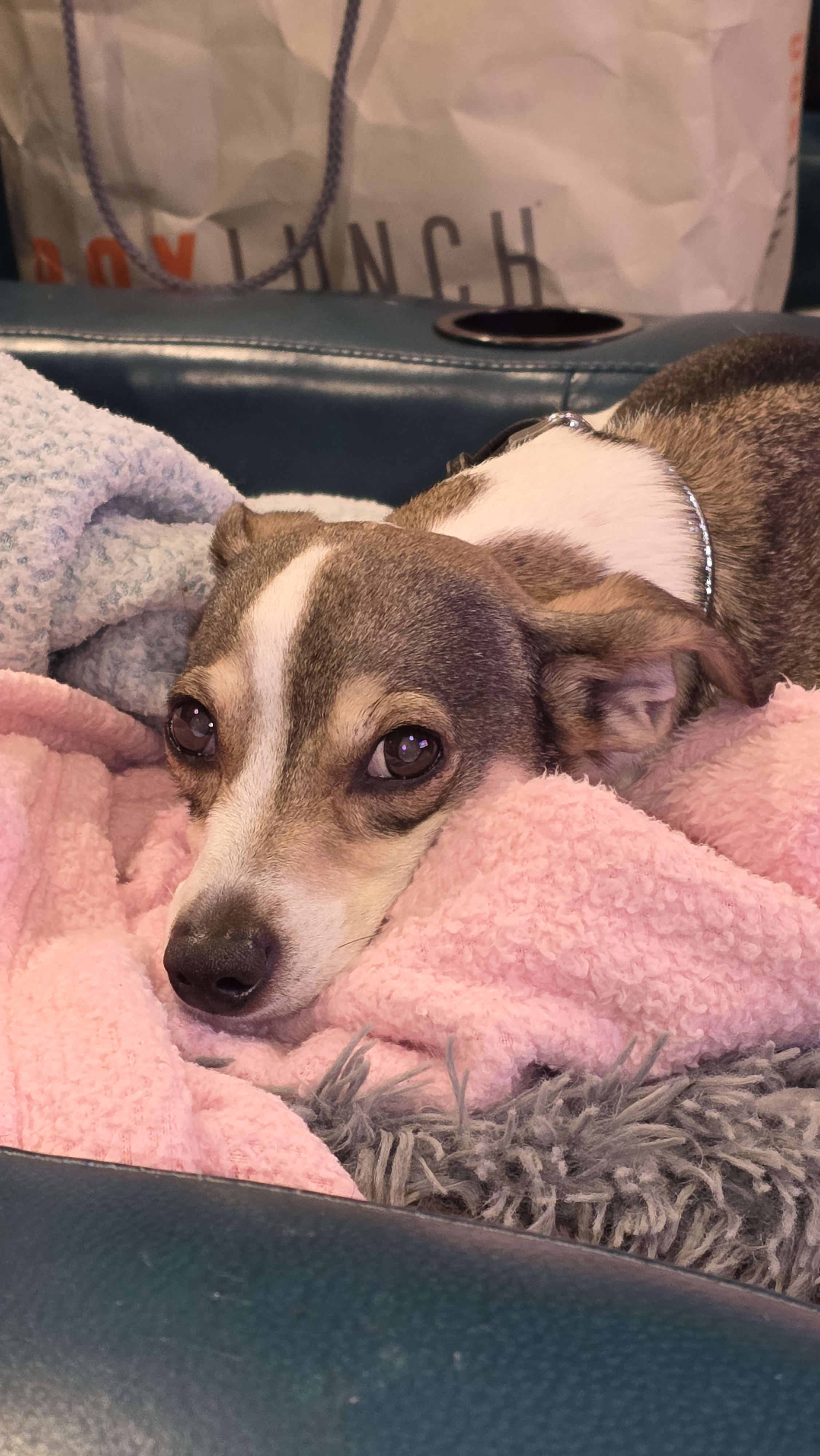 Bodiemeister Bodiemeister