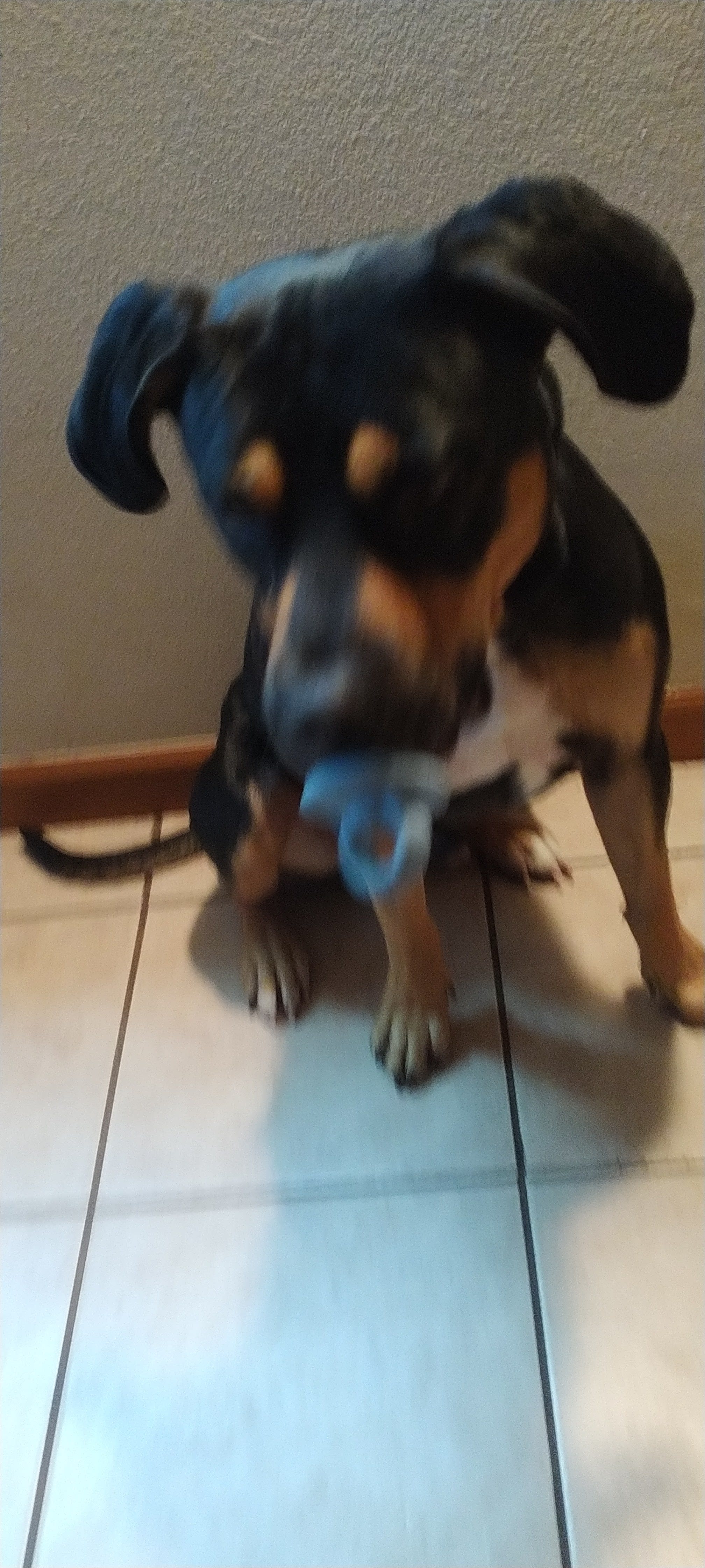 LLoron PrinceCharming Cortez