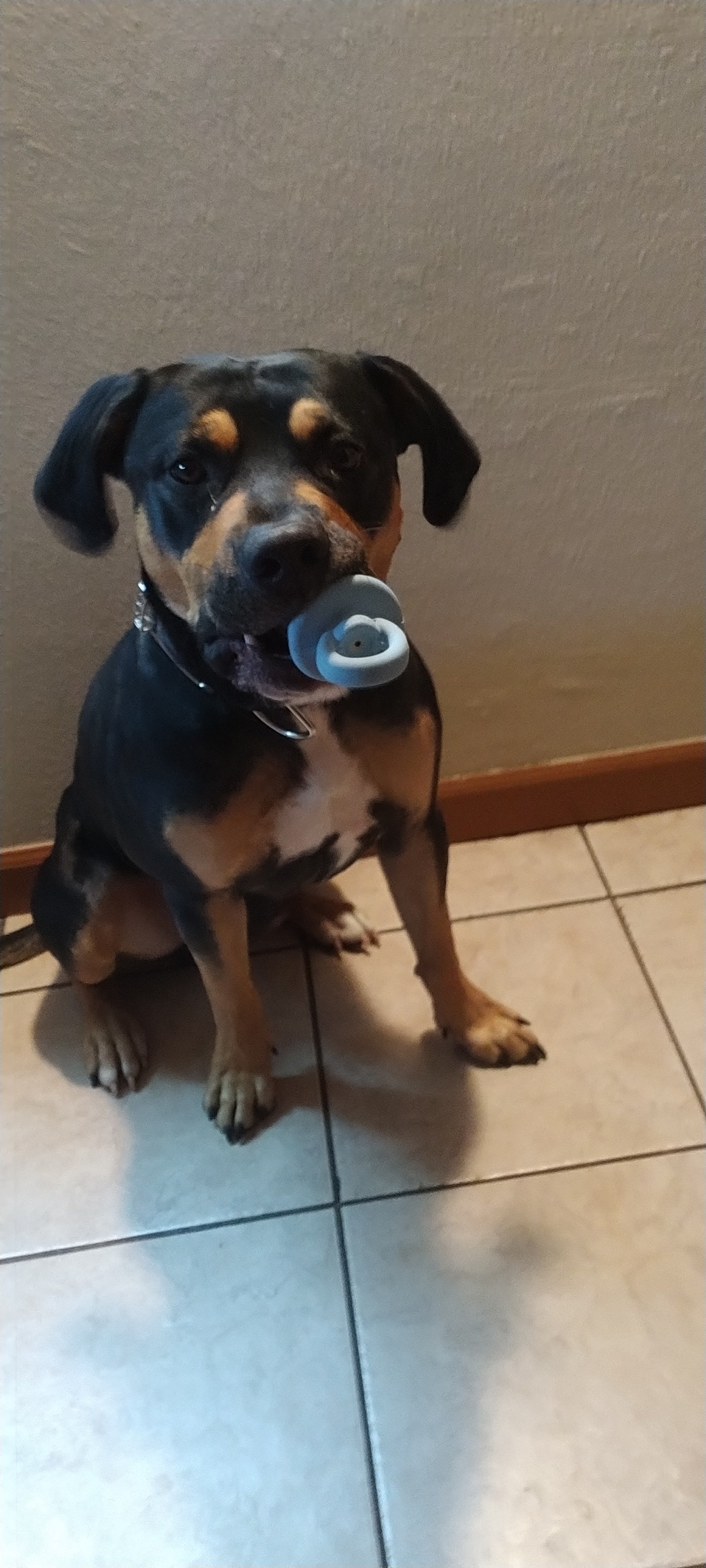 LLoron PrinceCharming Cortez