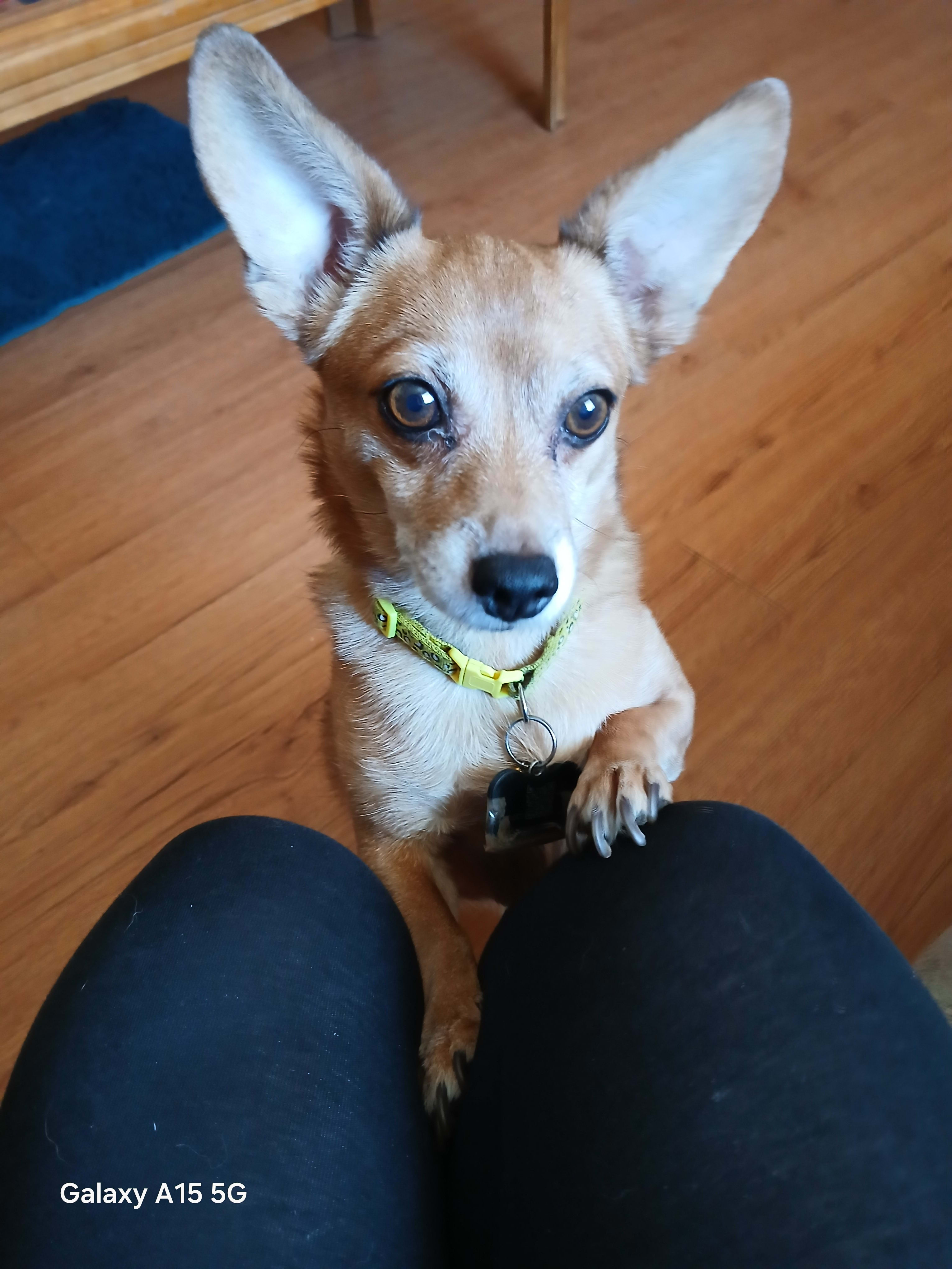 Scrappy Doo and Fauna May