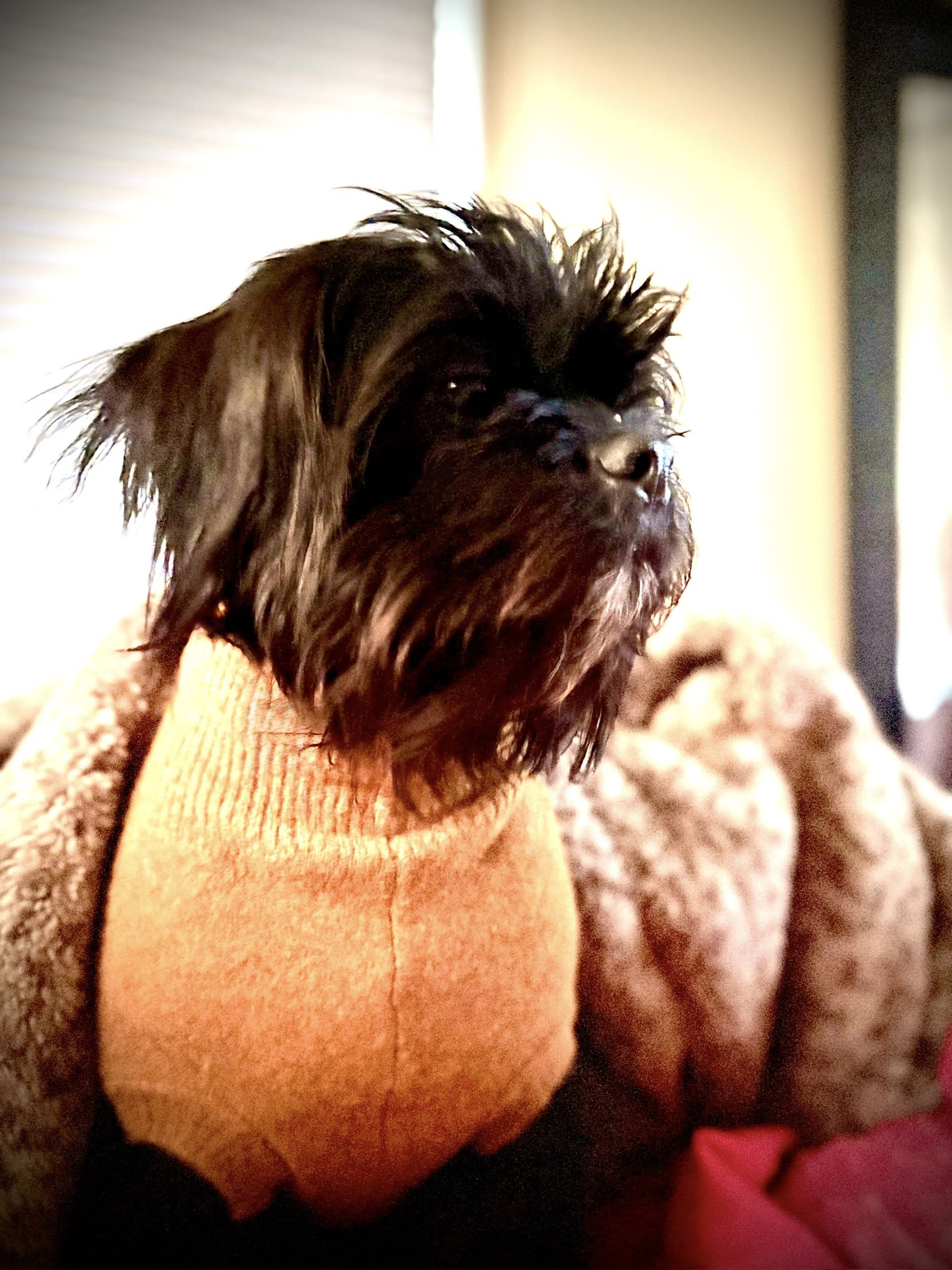 Bentley Hiccup Bentley Hiccup