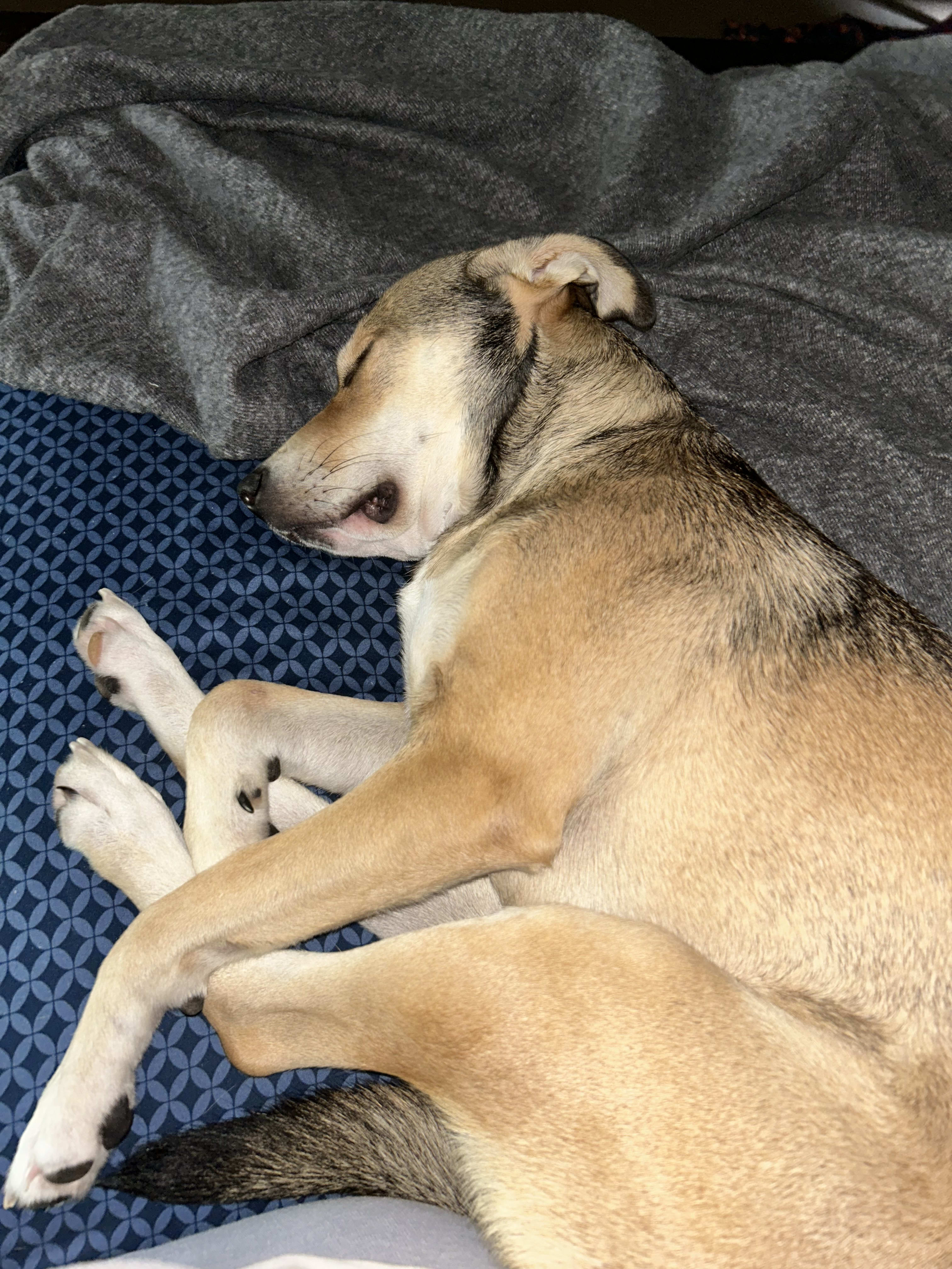 Maggie Mae Maggie Mae