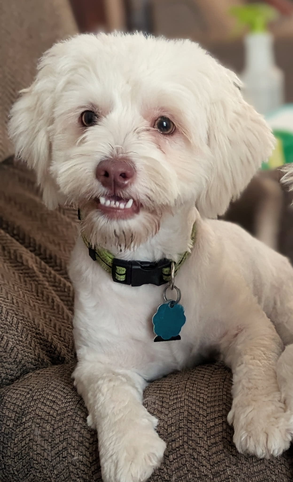 Penny and her puppies