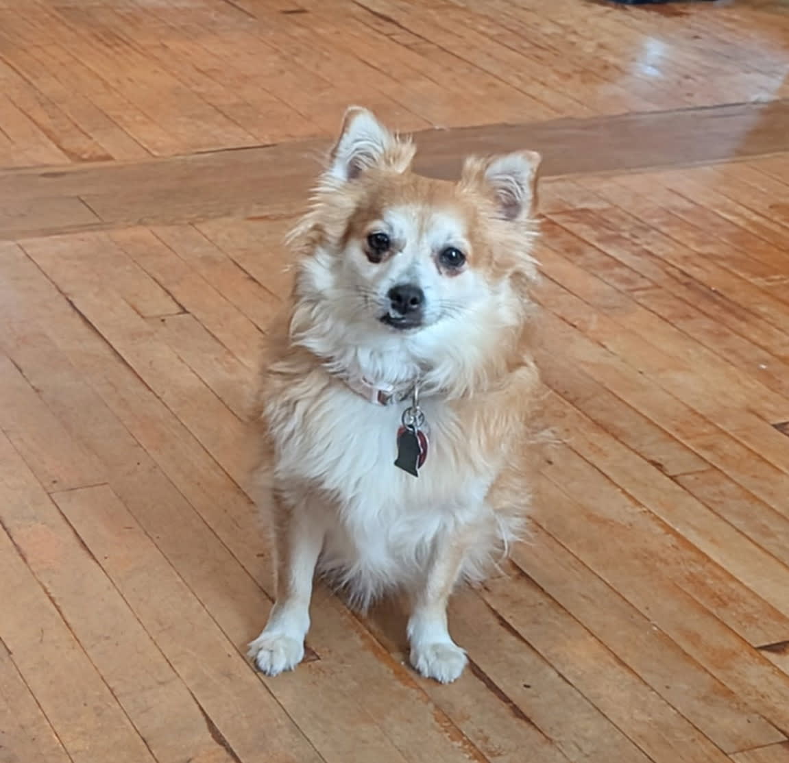 Penny and her puppies