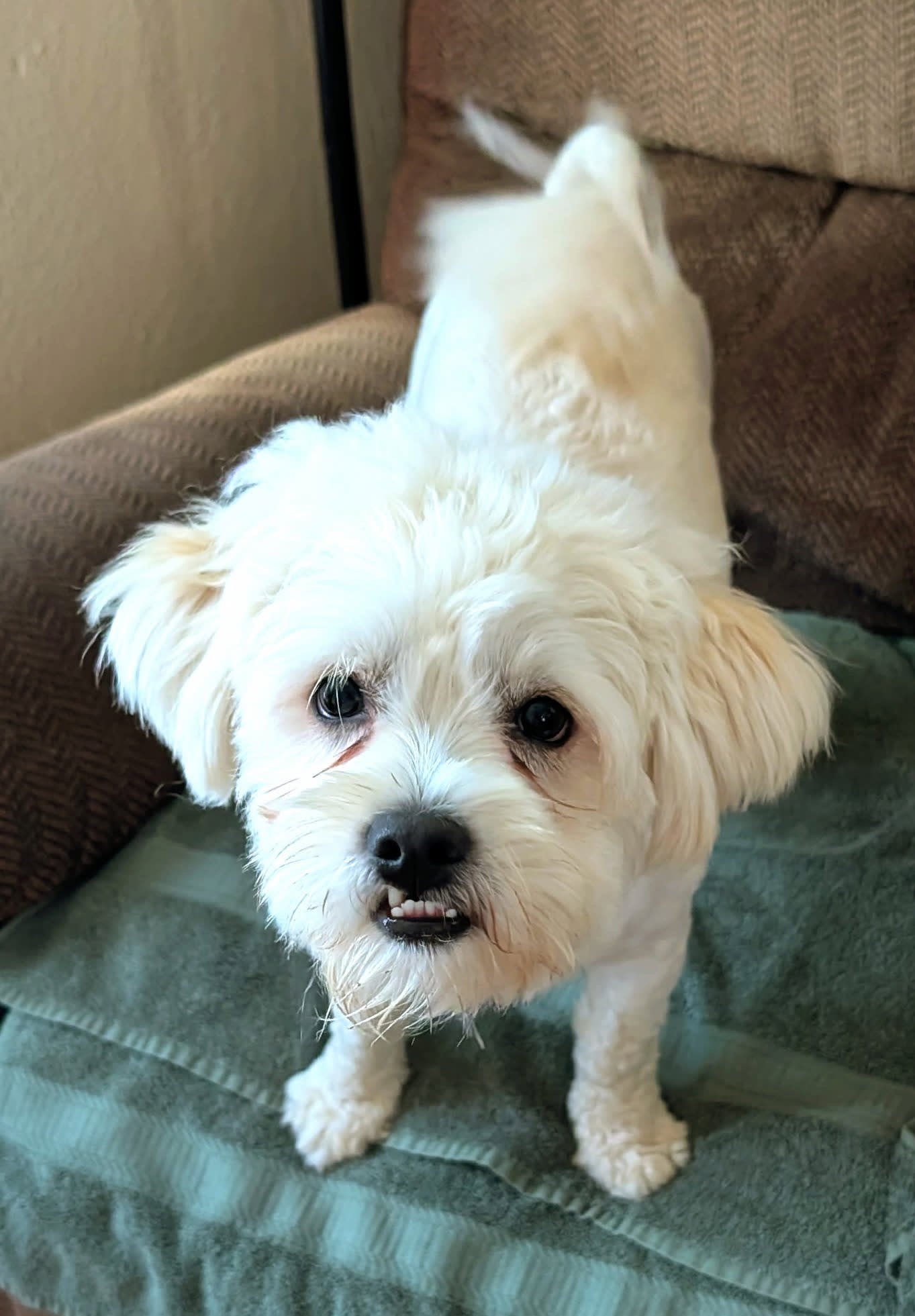 Penny and her puppies