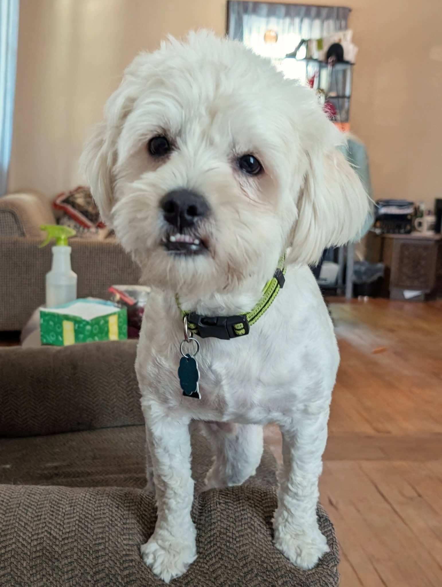 Penny and her puppies