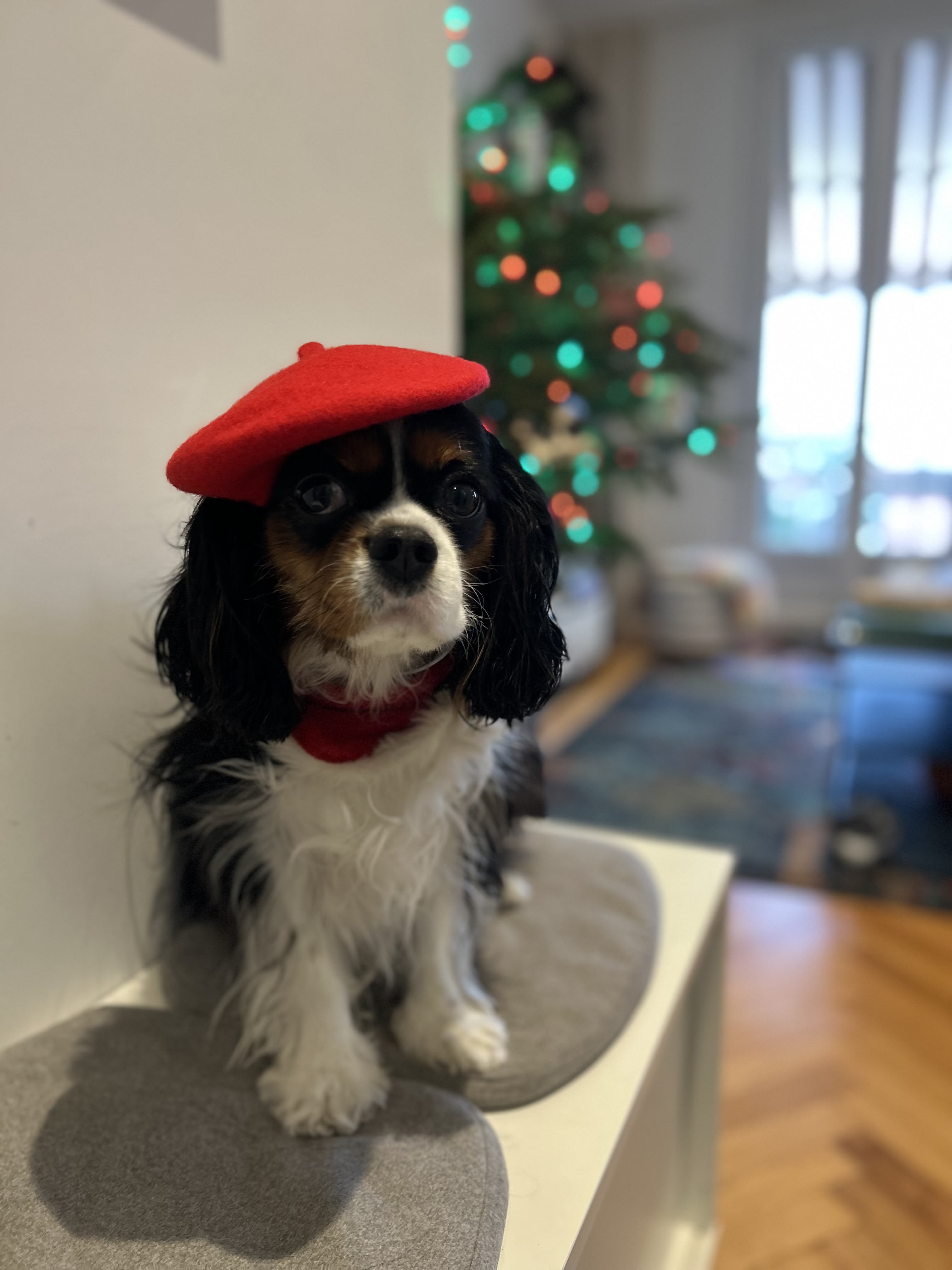 Stella Annie Stella Annie