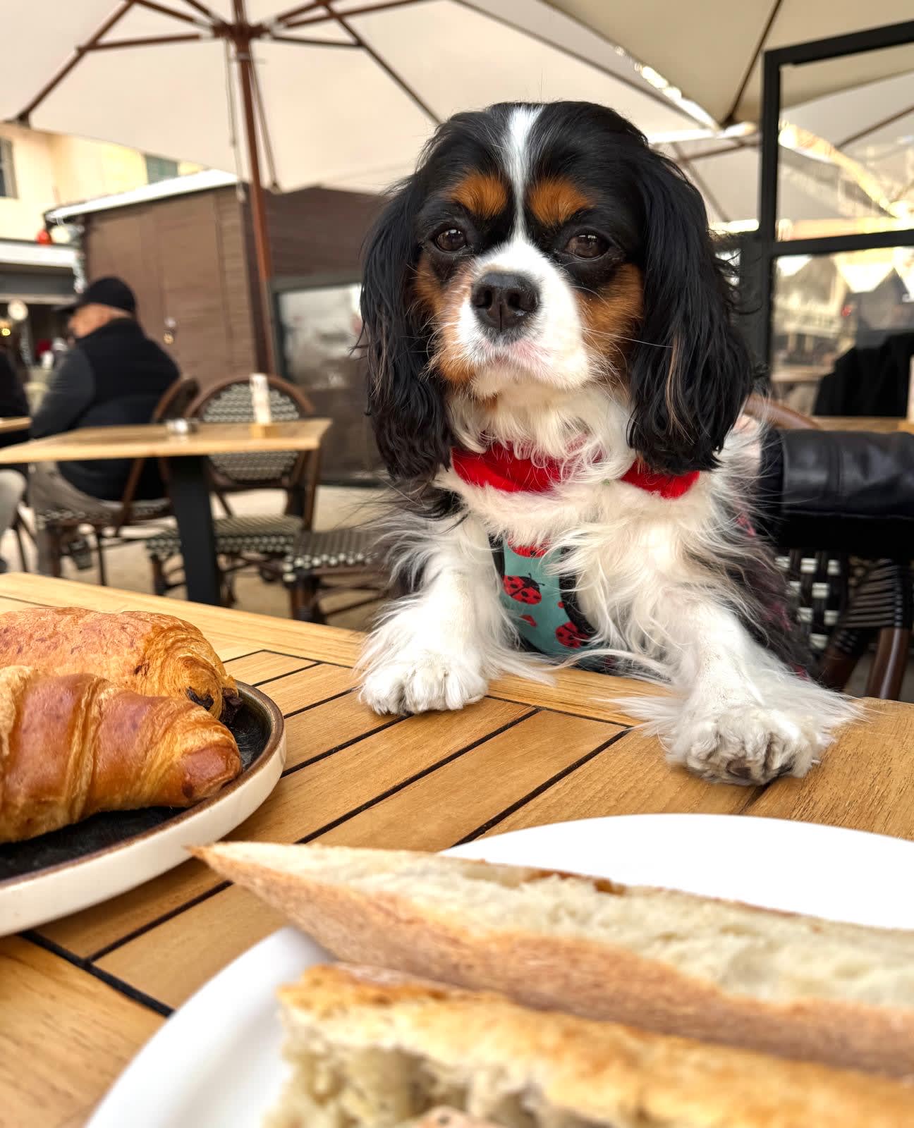 Stella Annie Stella Annie