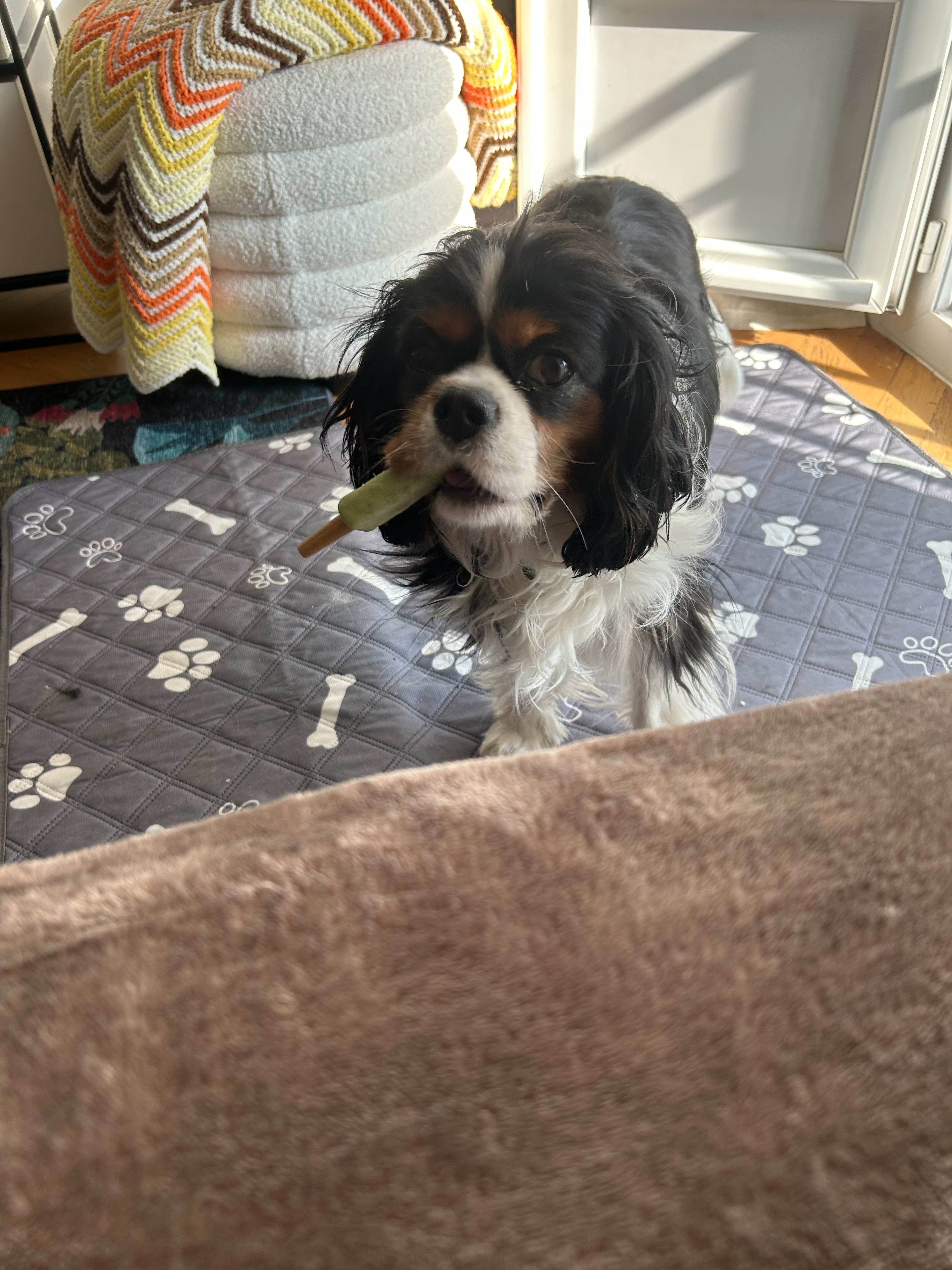 Stella Annie Stella Annie