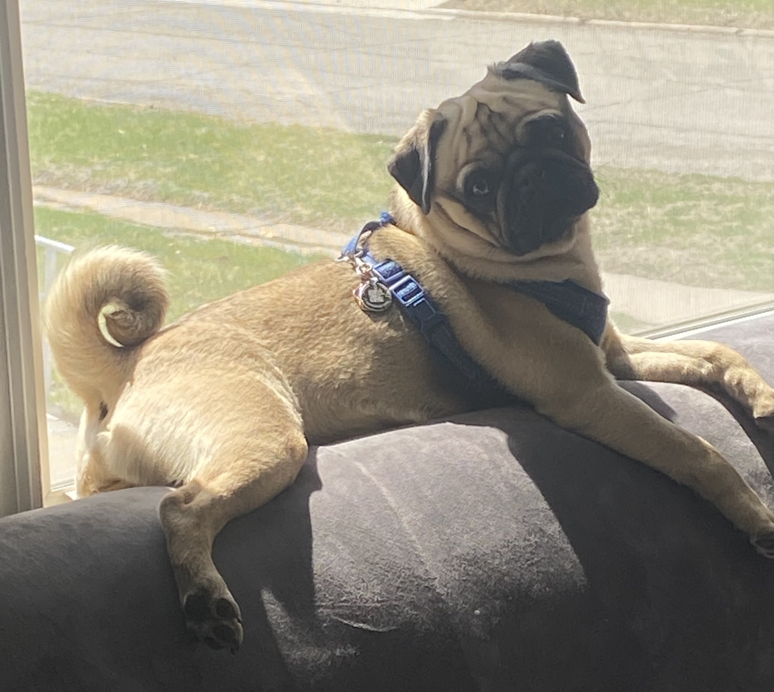 William Henry Puggins