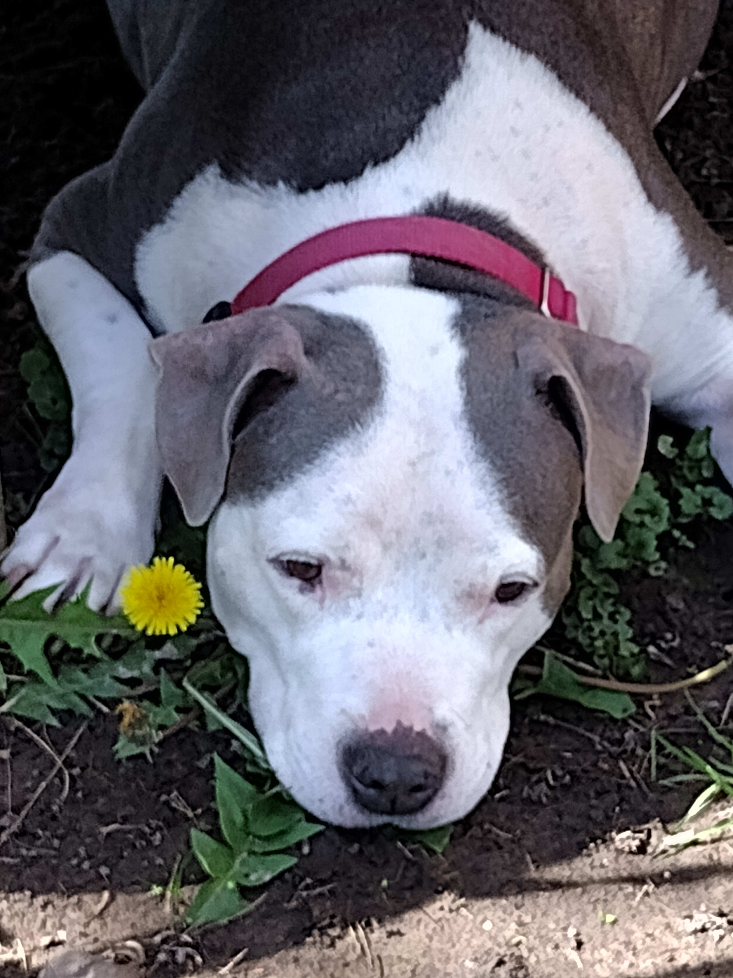 Harrison Gracie Archie Sandie Lyla Zuma Pippi