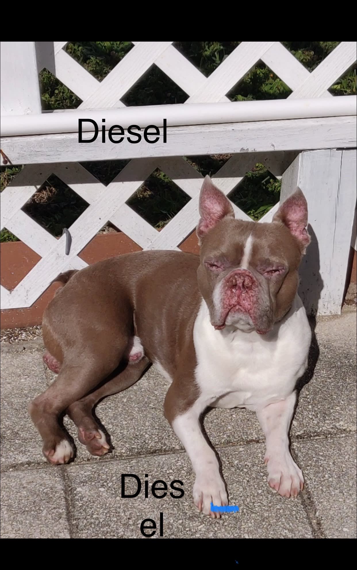 Diesel