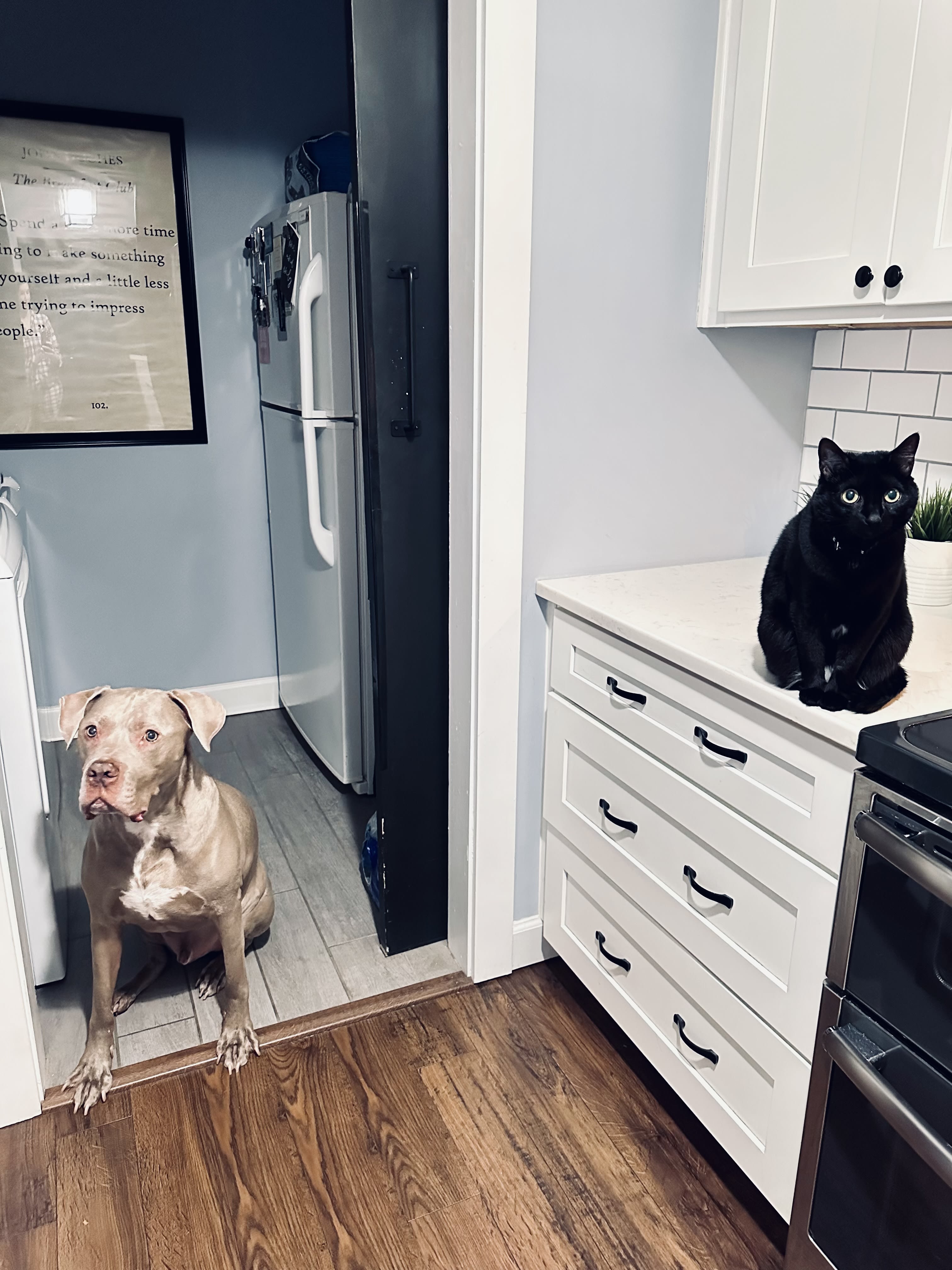 Tiny the Velvet GummyBear