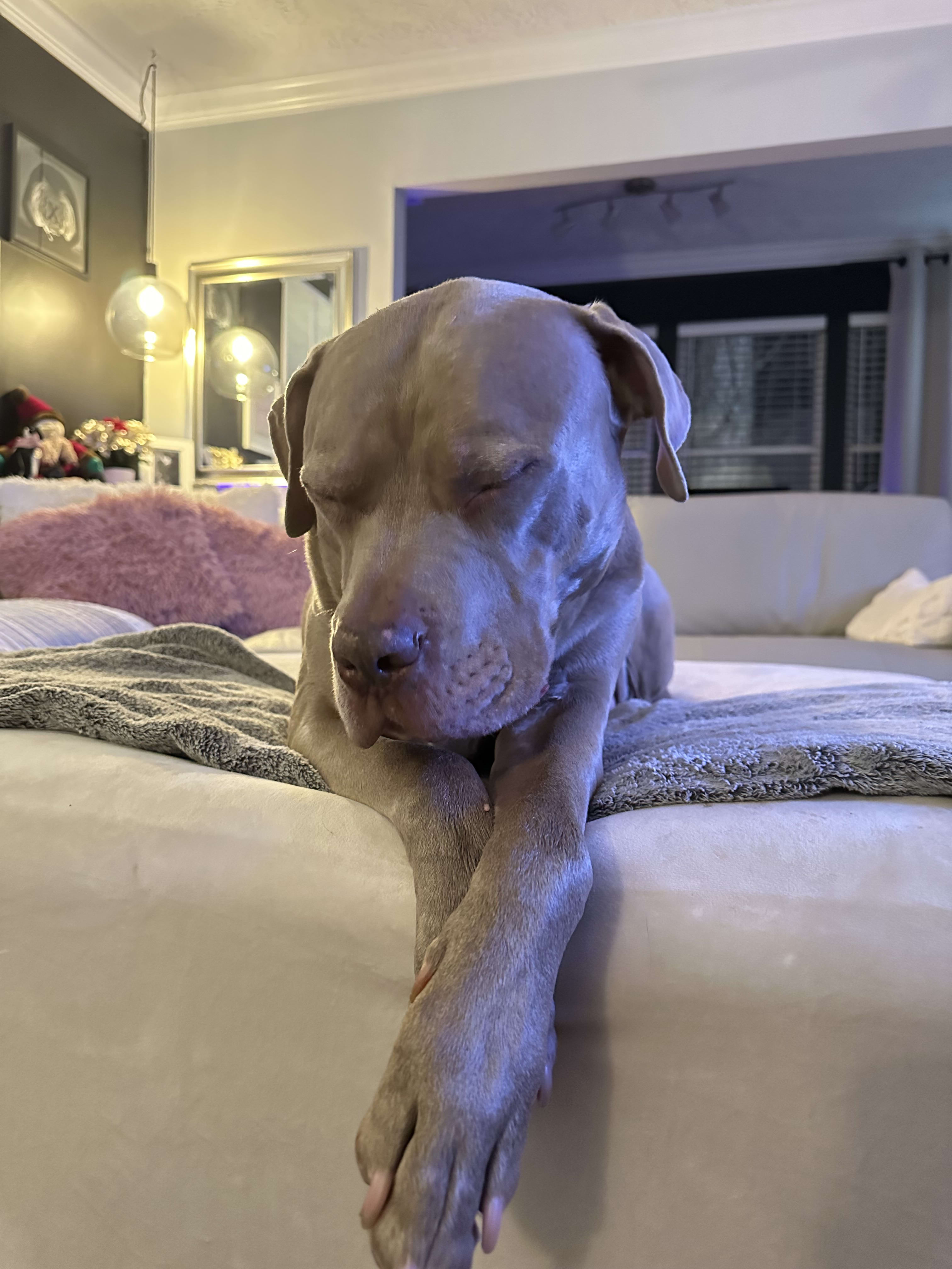 Tiny the Velvet GummyBear