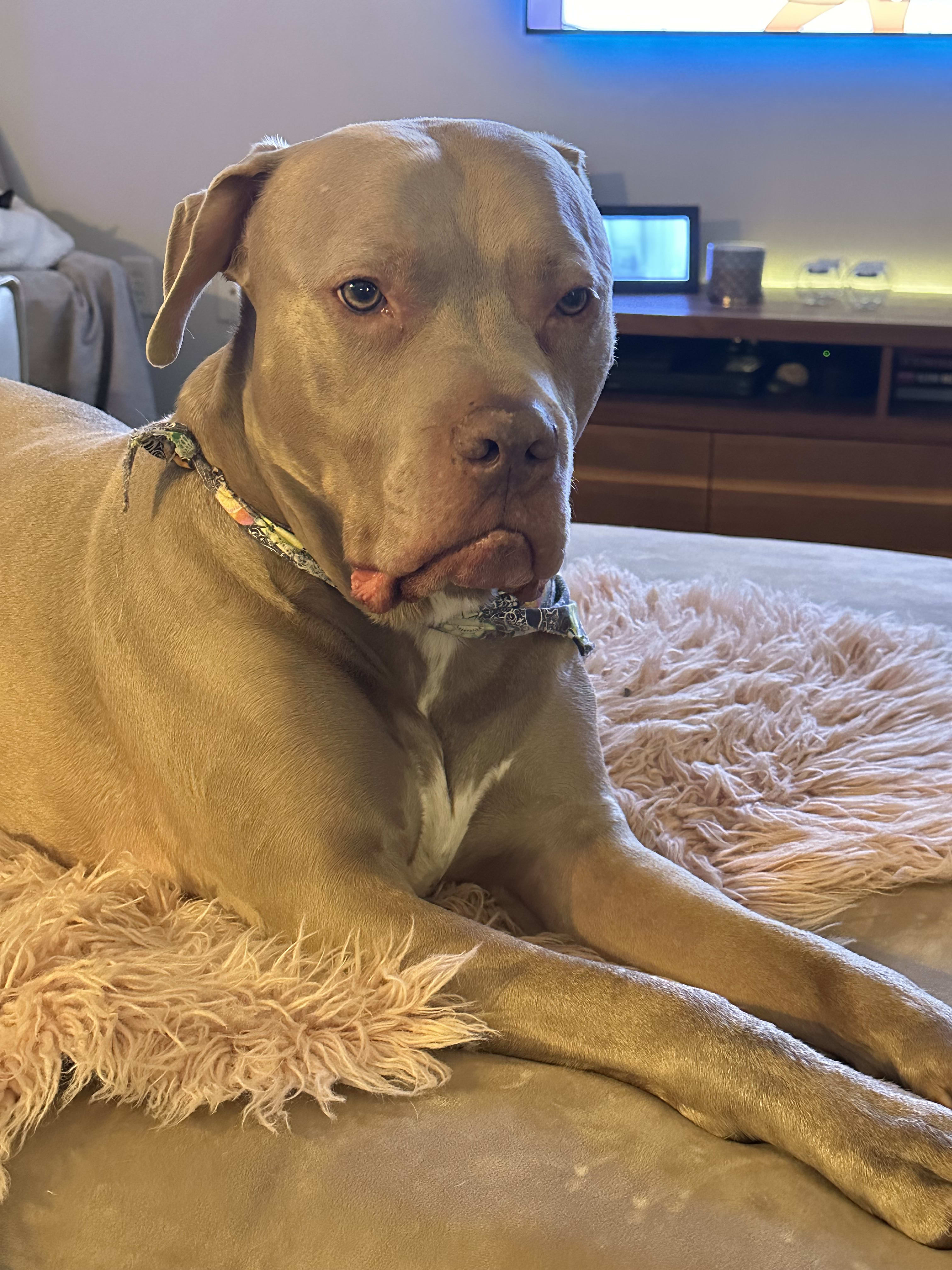 Tiny the Velvet GummyBear