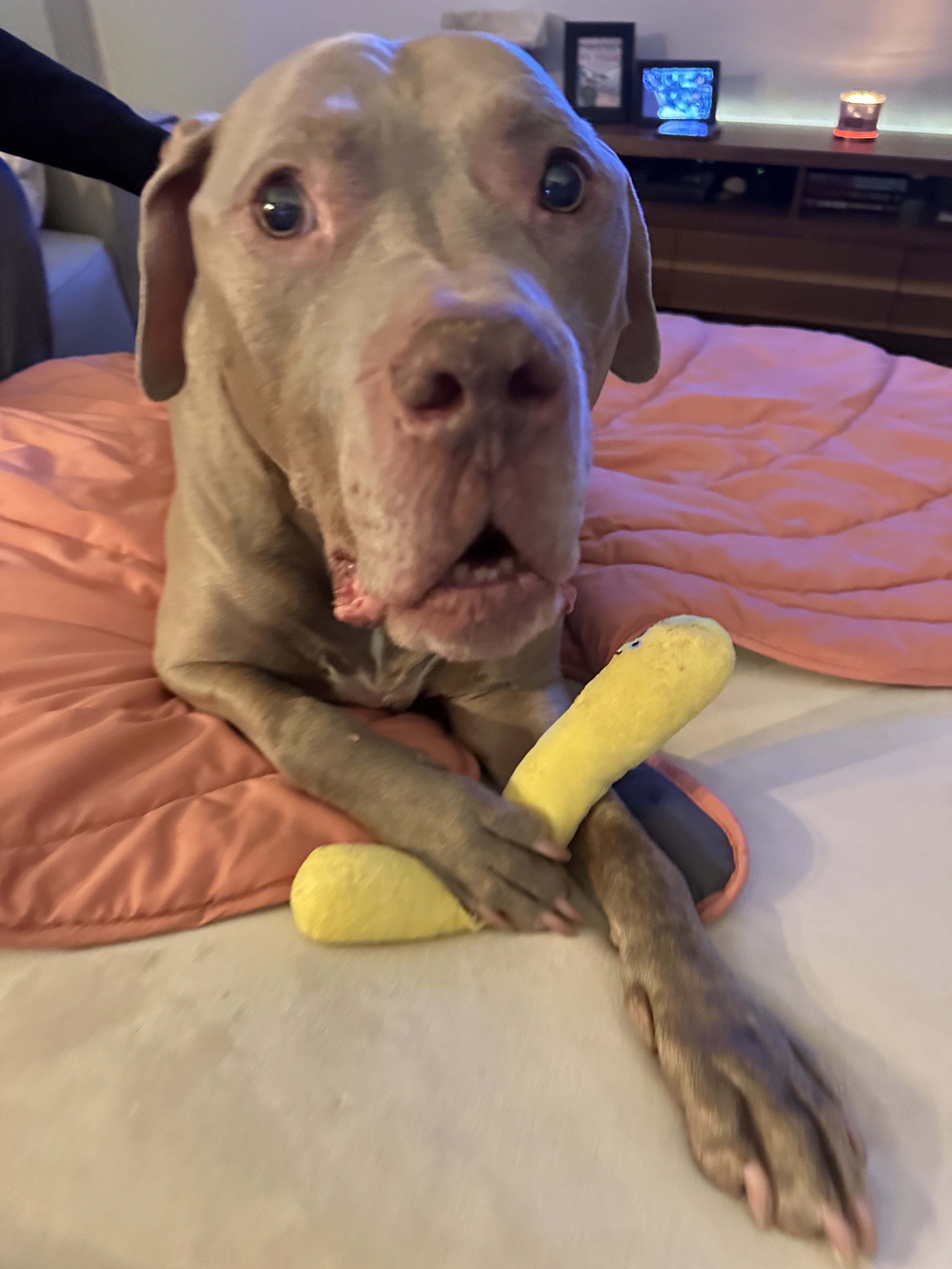 Tiny the Velvet GummyBear