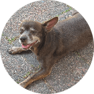 Little Paws Dachshund Rescue