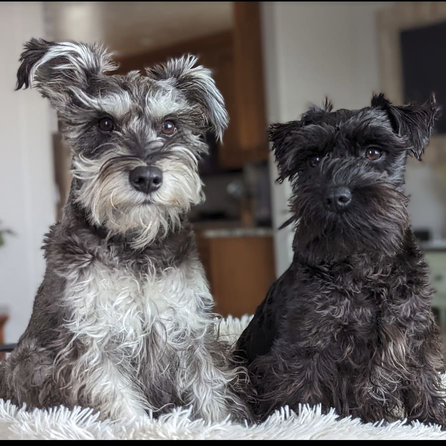 Krieger Meister Hund