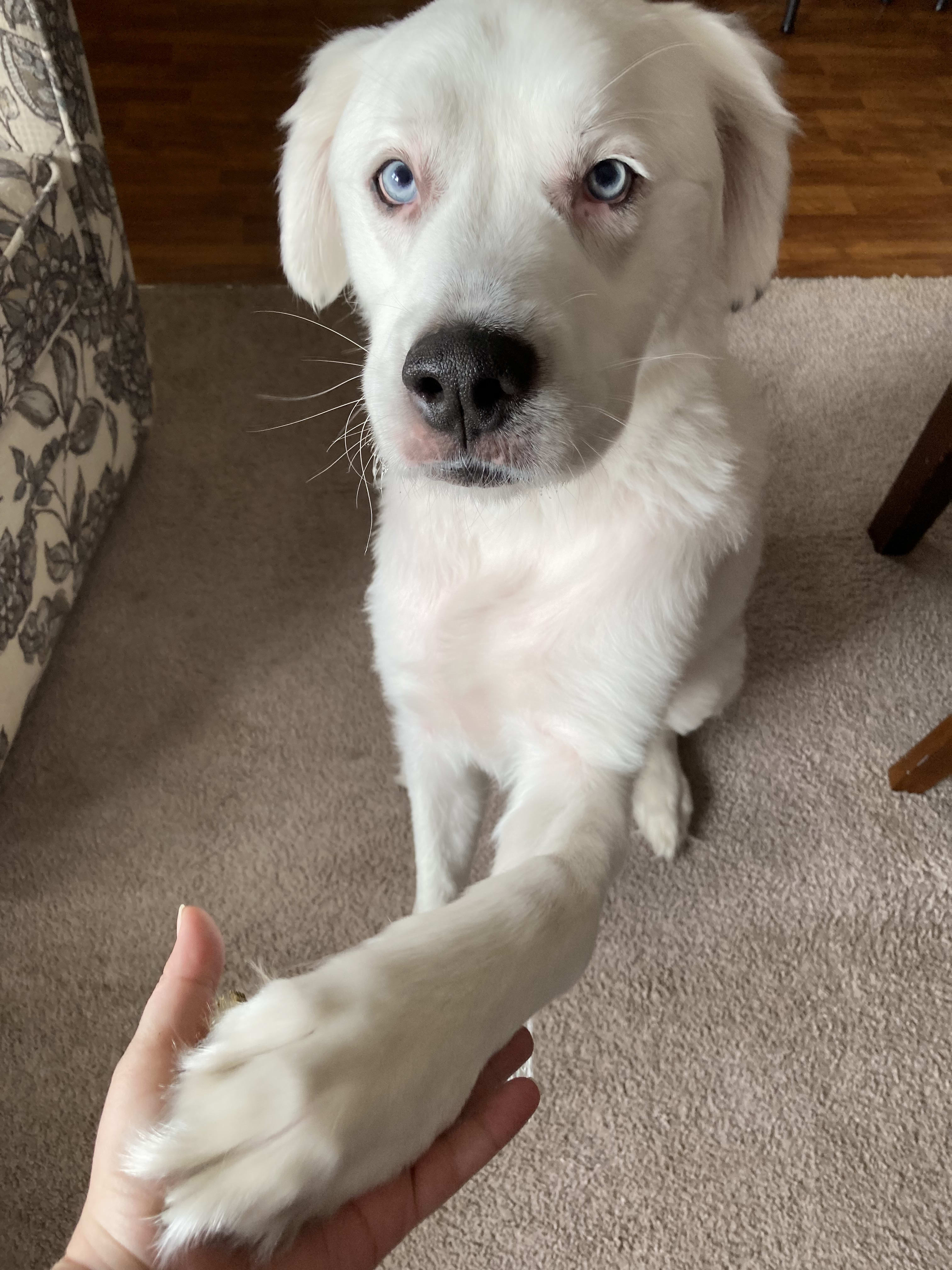 Otis Rutherford Otis Rutherford