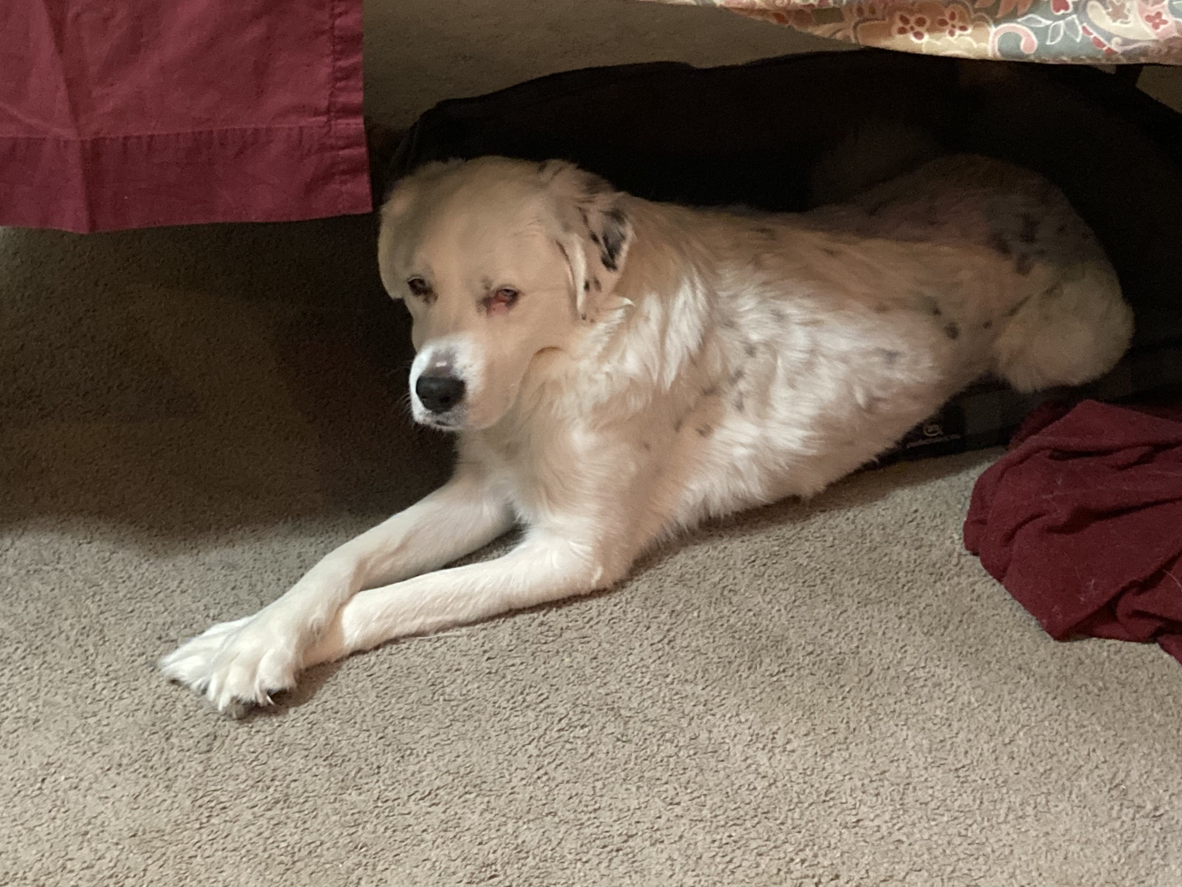 Otis Rutherford Otis Rutherford