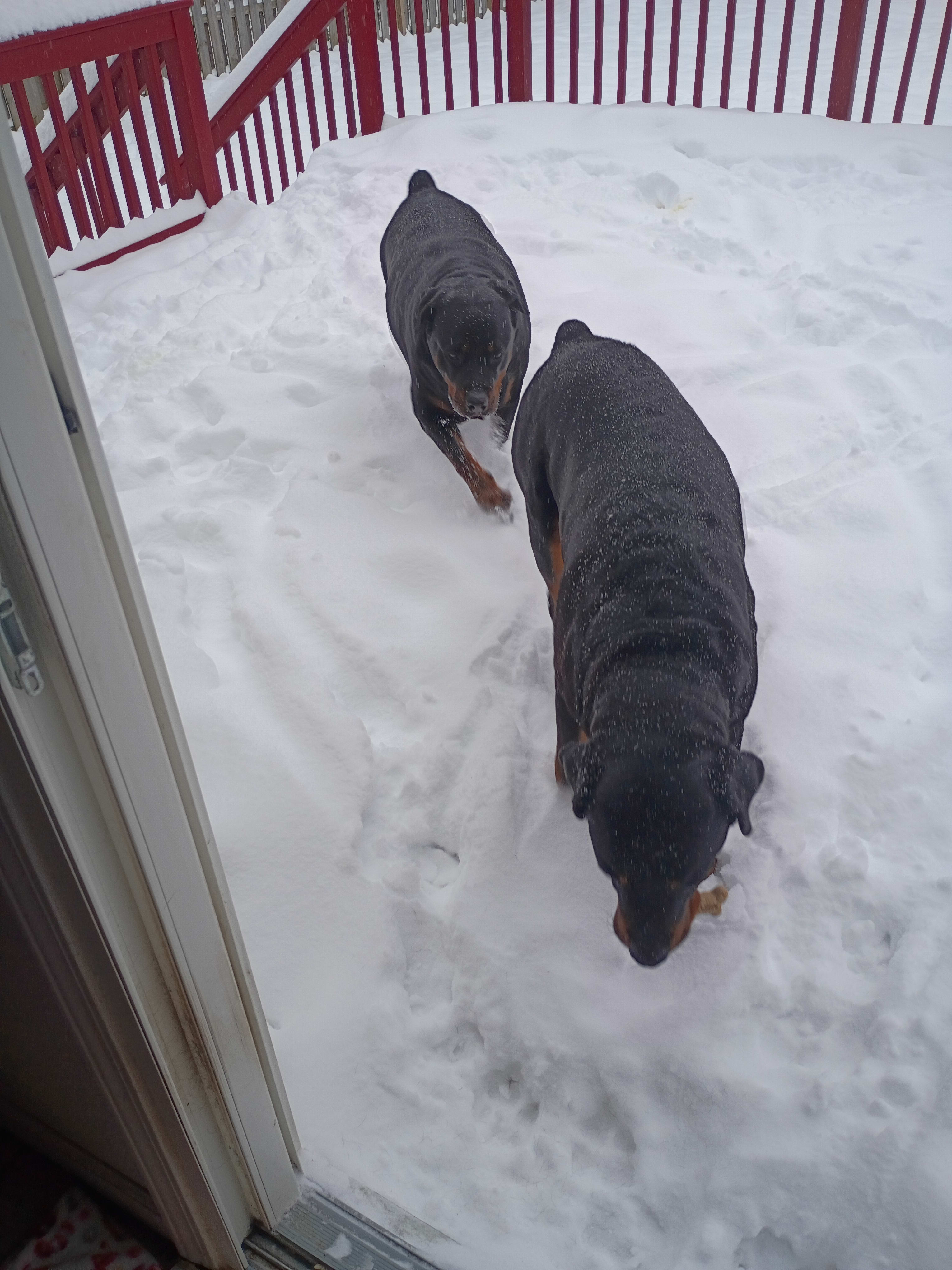 Zeus zena Zaiare riot