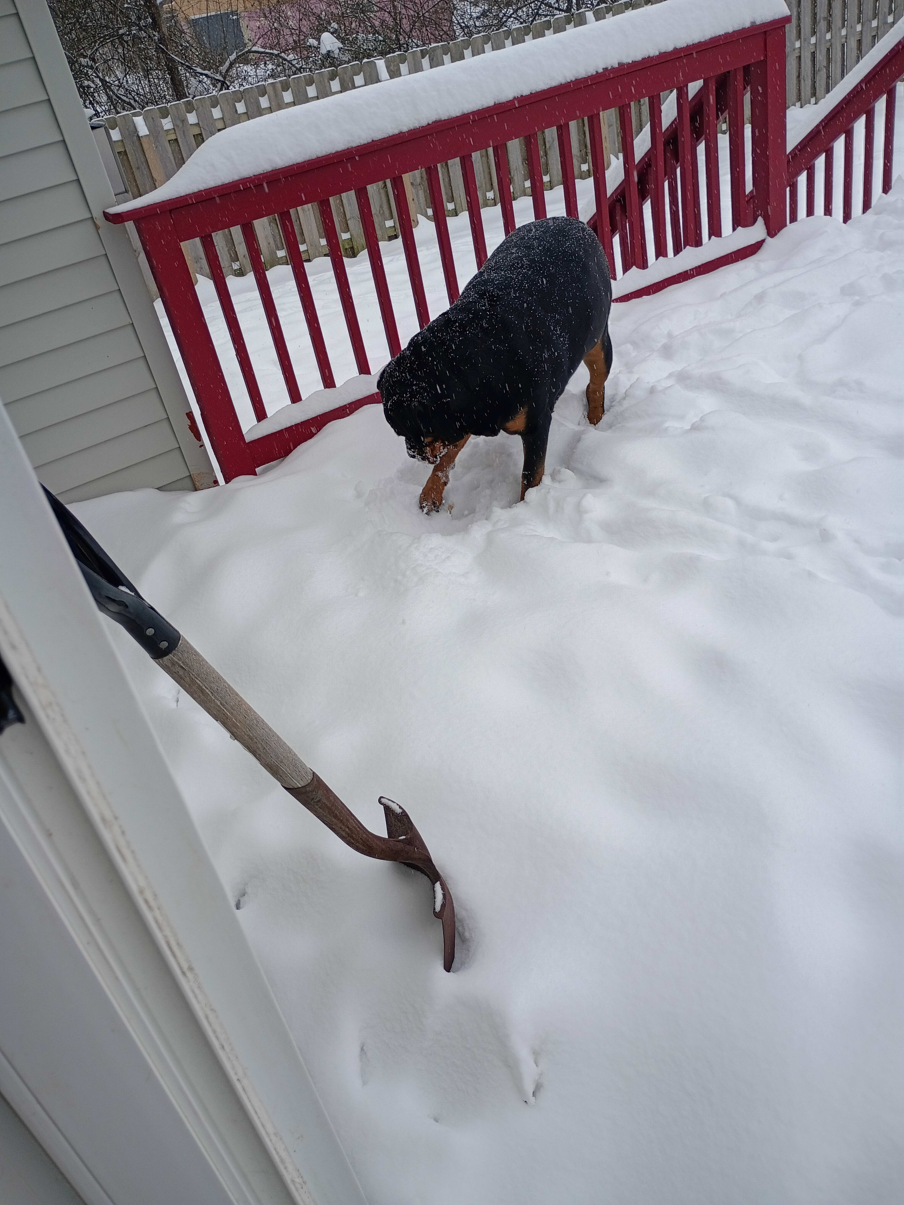 Zeus zena Zaiare riot