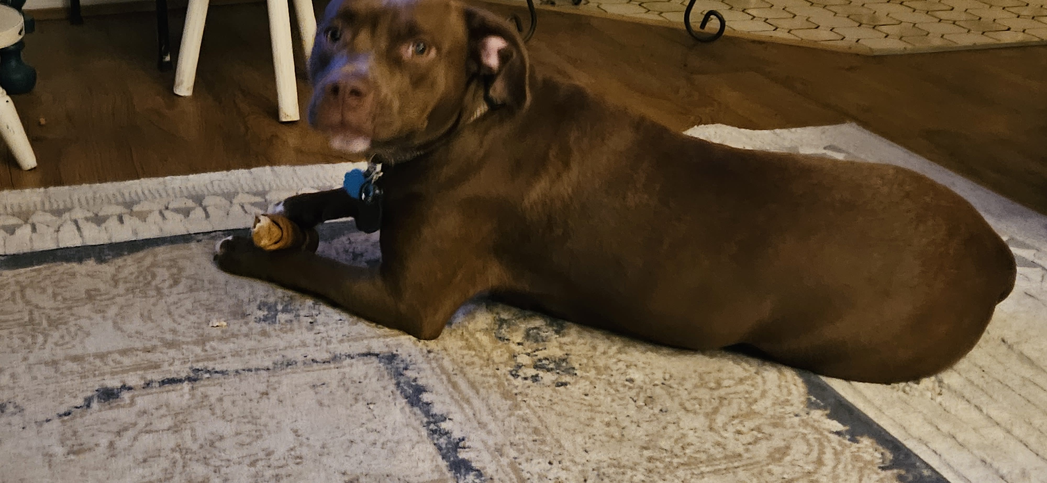 Daphne Rose Daphne Rose