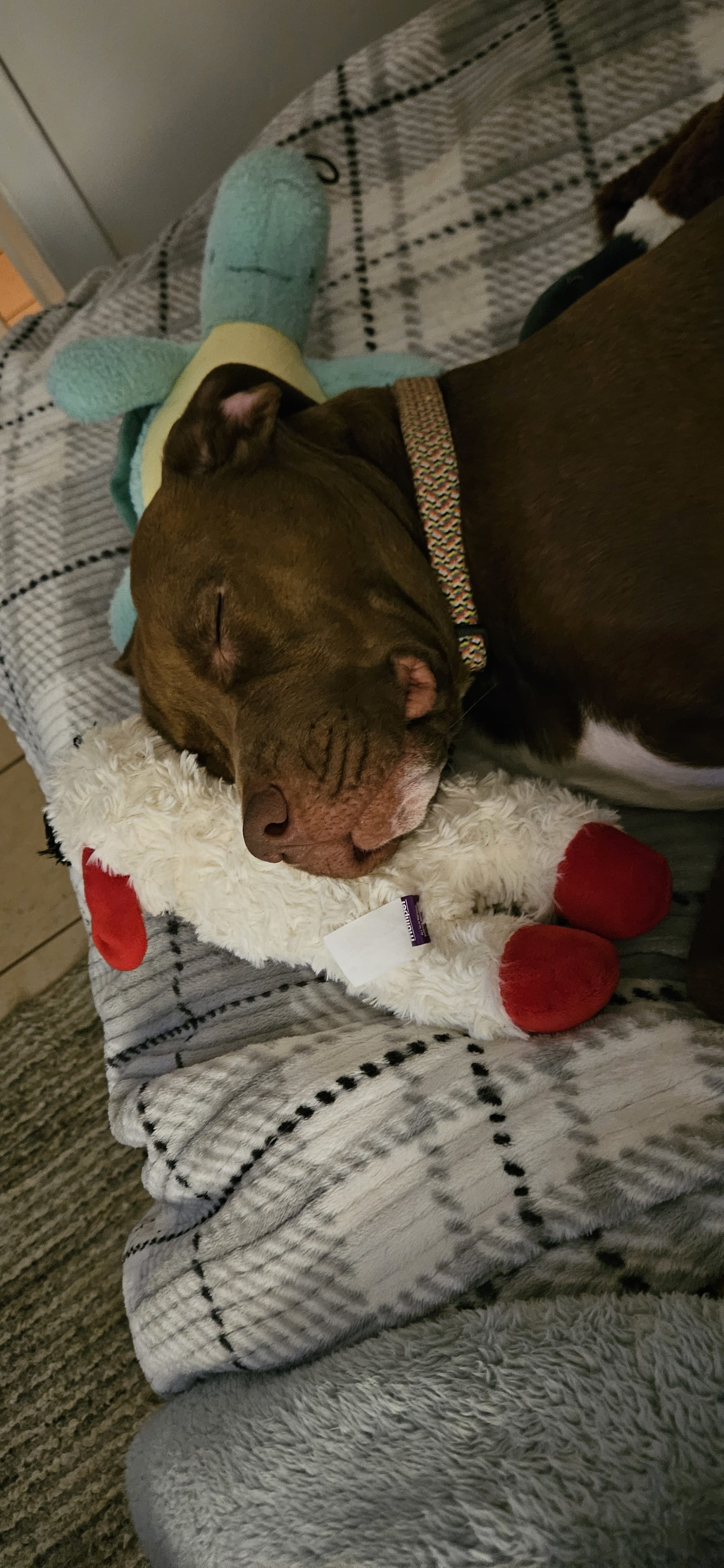 Daphne Rose Daphne Rose