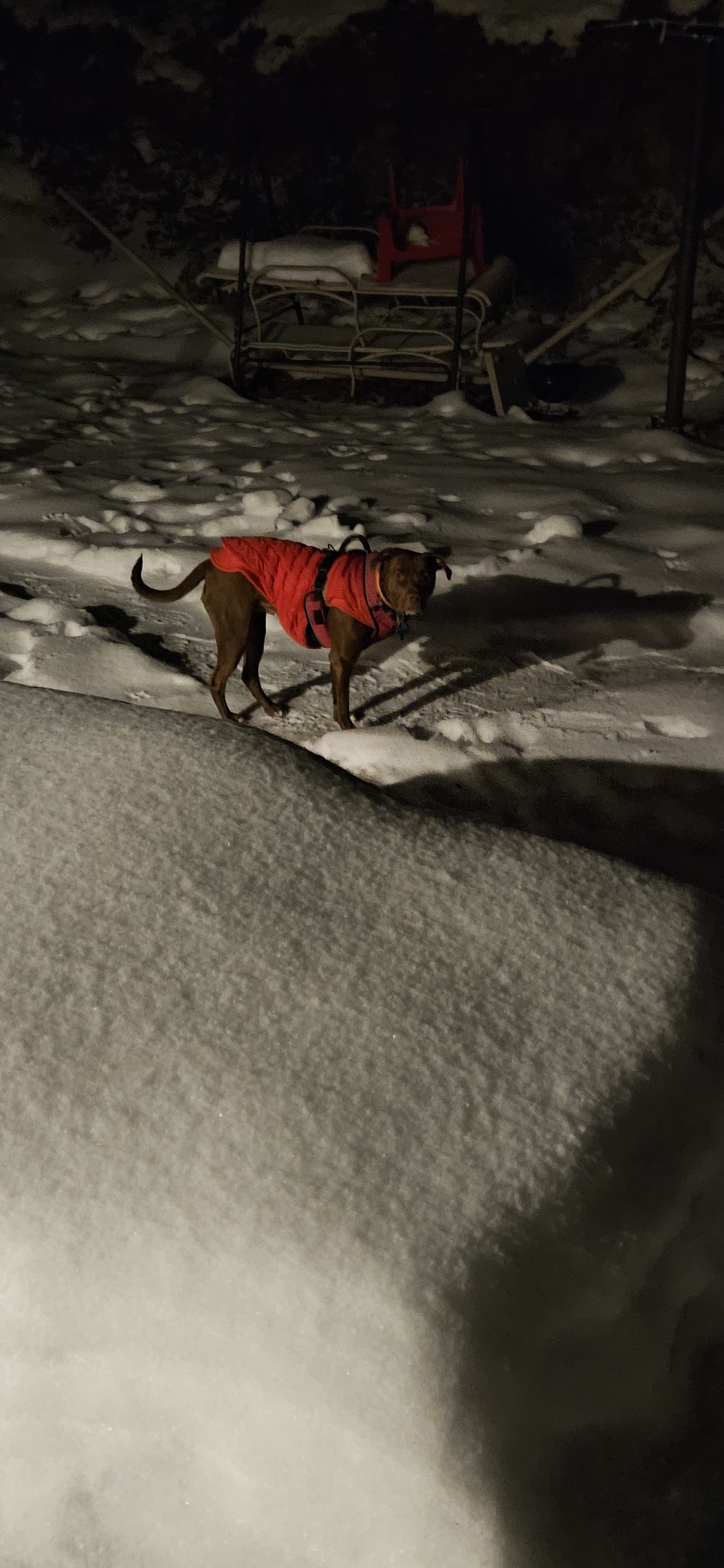 Daphne Rose Daphne Rose