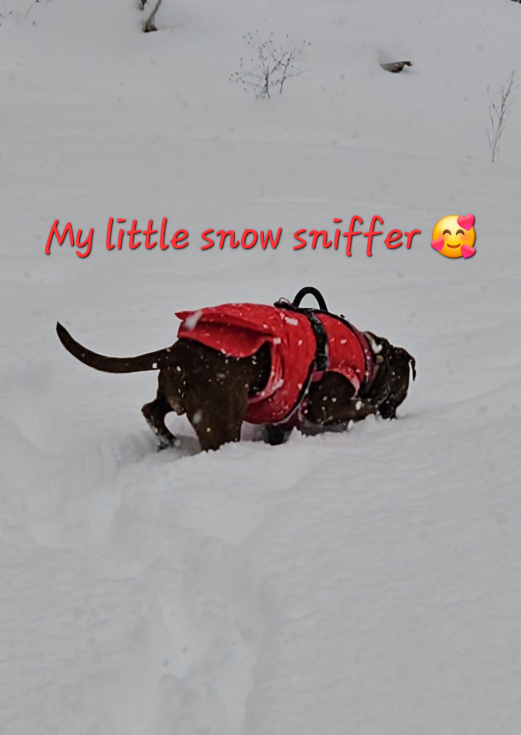 Daphne Rose Daphne Rose