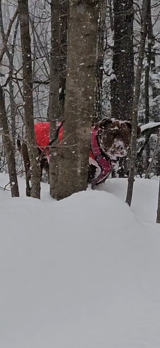 Daphne Rose Daphne Rose