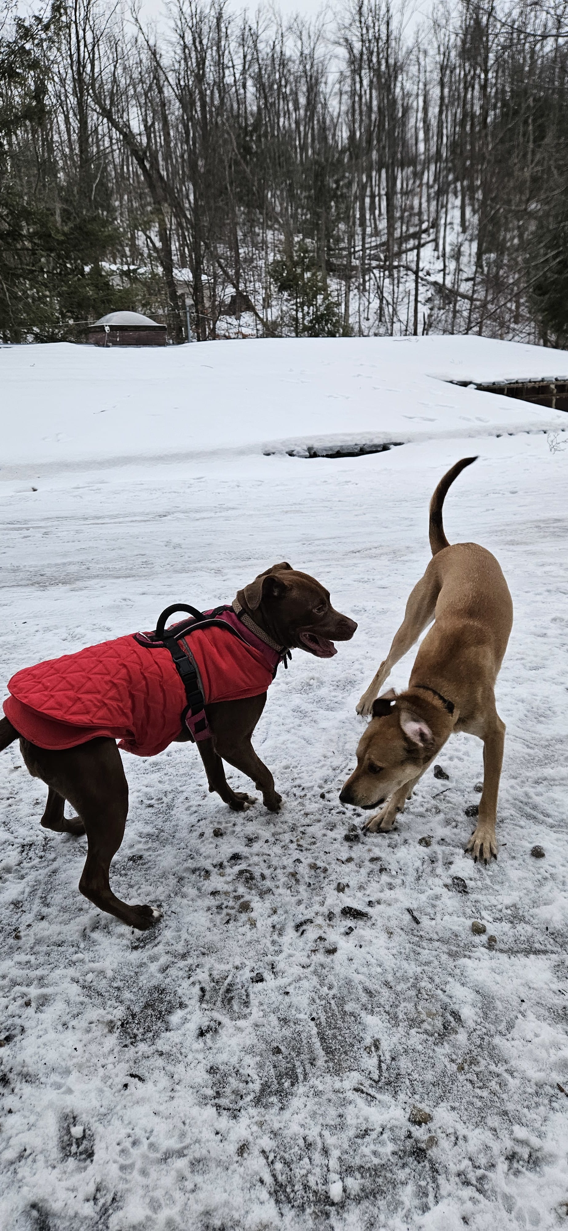 Daphne Rose Daphne Rose